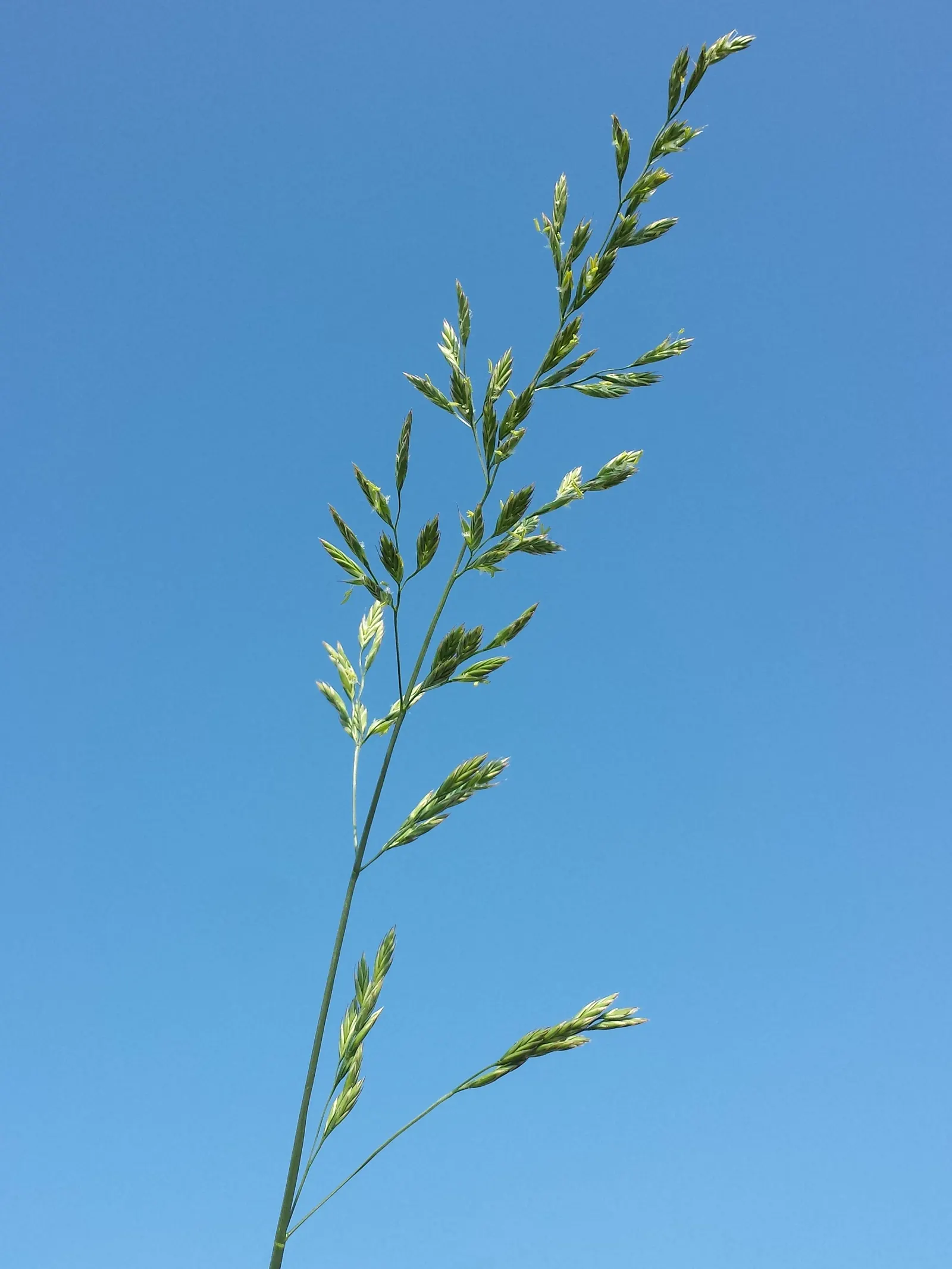 Tall Fescue (Festuca Arundinacea) — Its dense tufts provide year-round ground cover and erosion control; tall Fescue works excellently for lawns