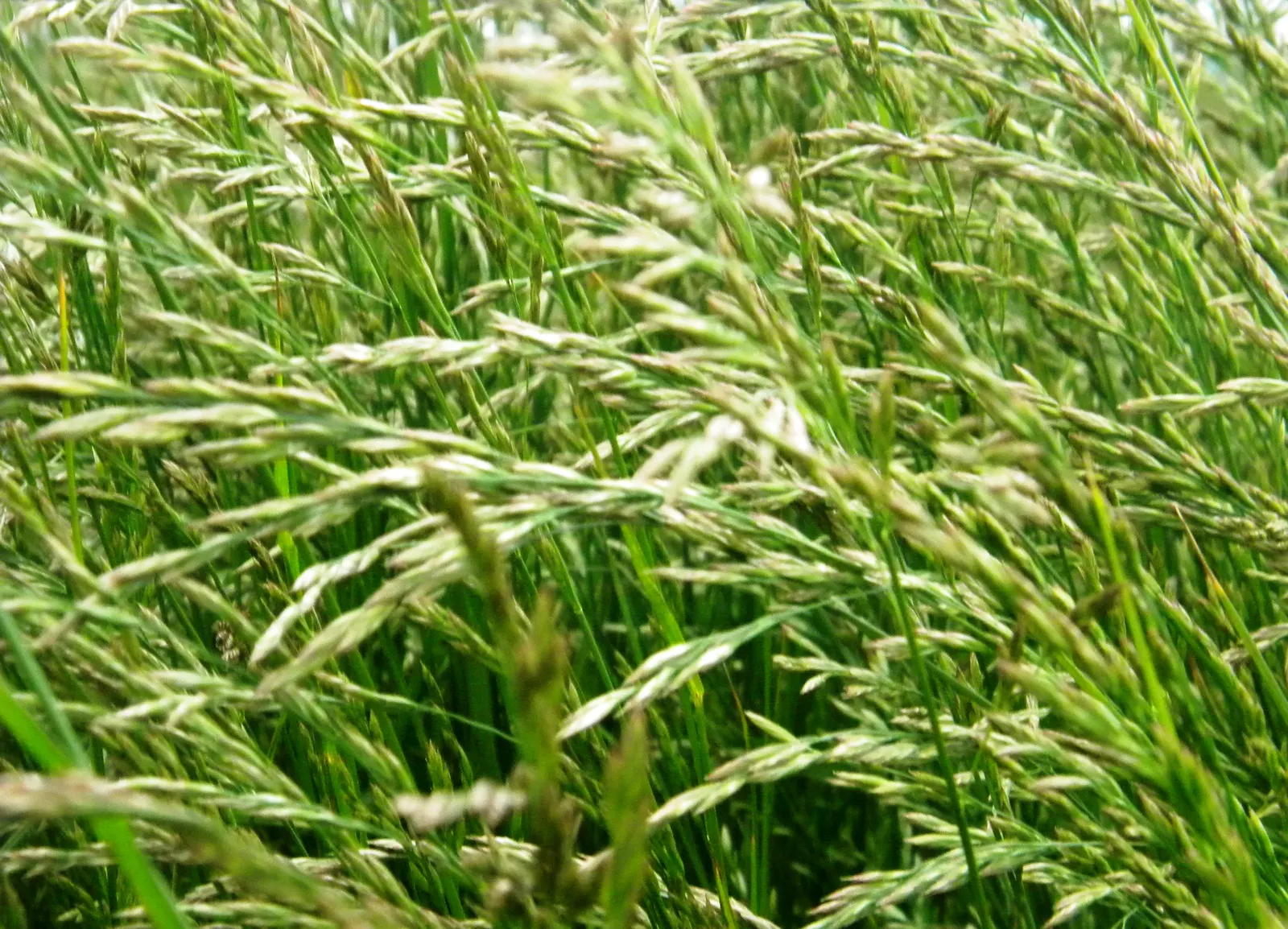 Tall Fescue (Festuca Arundinacea) — presents as a vital component within a well-planned landscape design; tall Fescue (Festuca arundinacea) is a robust