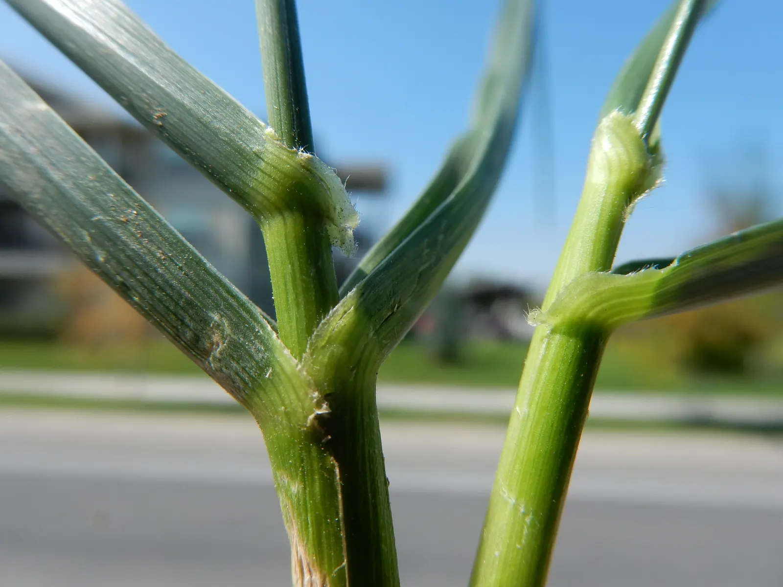 Tall Fescue (Festuca Arundinacea) — tolerant of a wide range of soils and partial shade; tall Fescue thrives in USDA Hardiness Zones 4 through 7