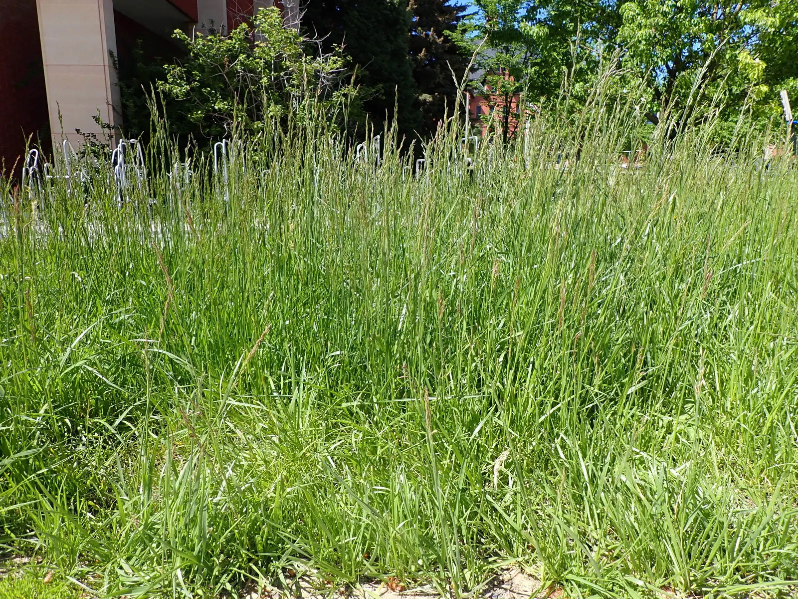 Tall Fescue (Festuca Arundinacea) — Characterized by its deep green blades with a fine to medium texture; presents as a vital component within a, image 61