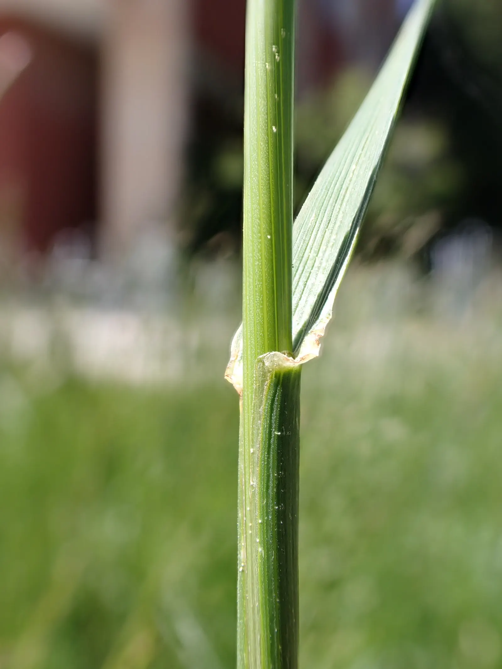 Tall Fescue (Festuca Arundinacea) — but it tolerates partial shade; its dense tufts provide year-round ground cover and erosion control, image 64