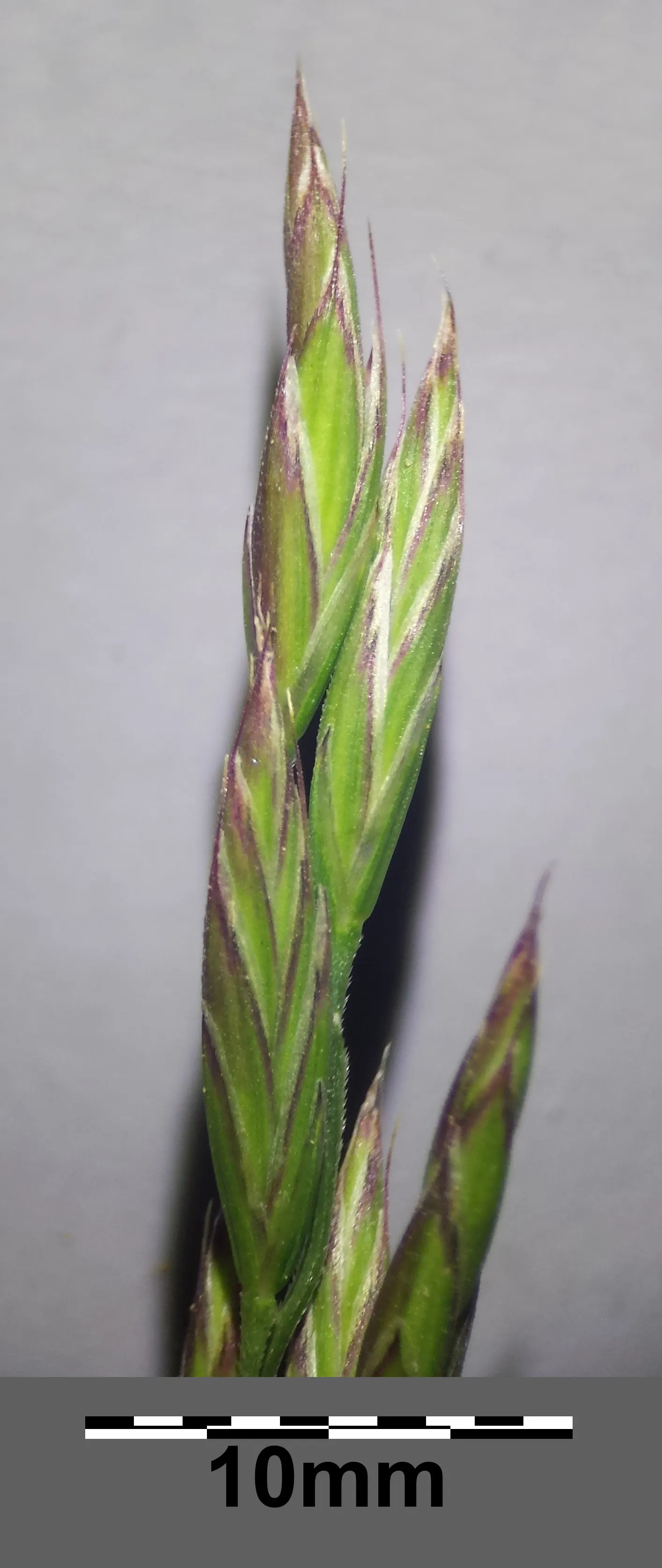 Tall Fescue (Festuca Arundinacea) — It is uniquely drought-tolerant; reaching heights of 2 to 4 feet at maturity with a comparable spread