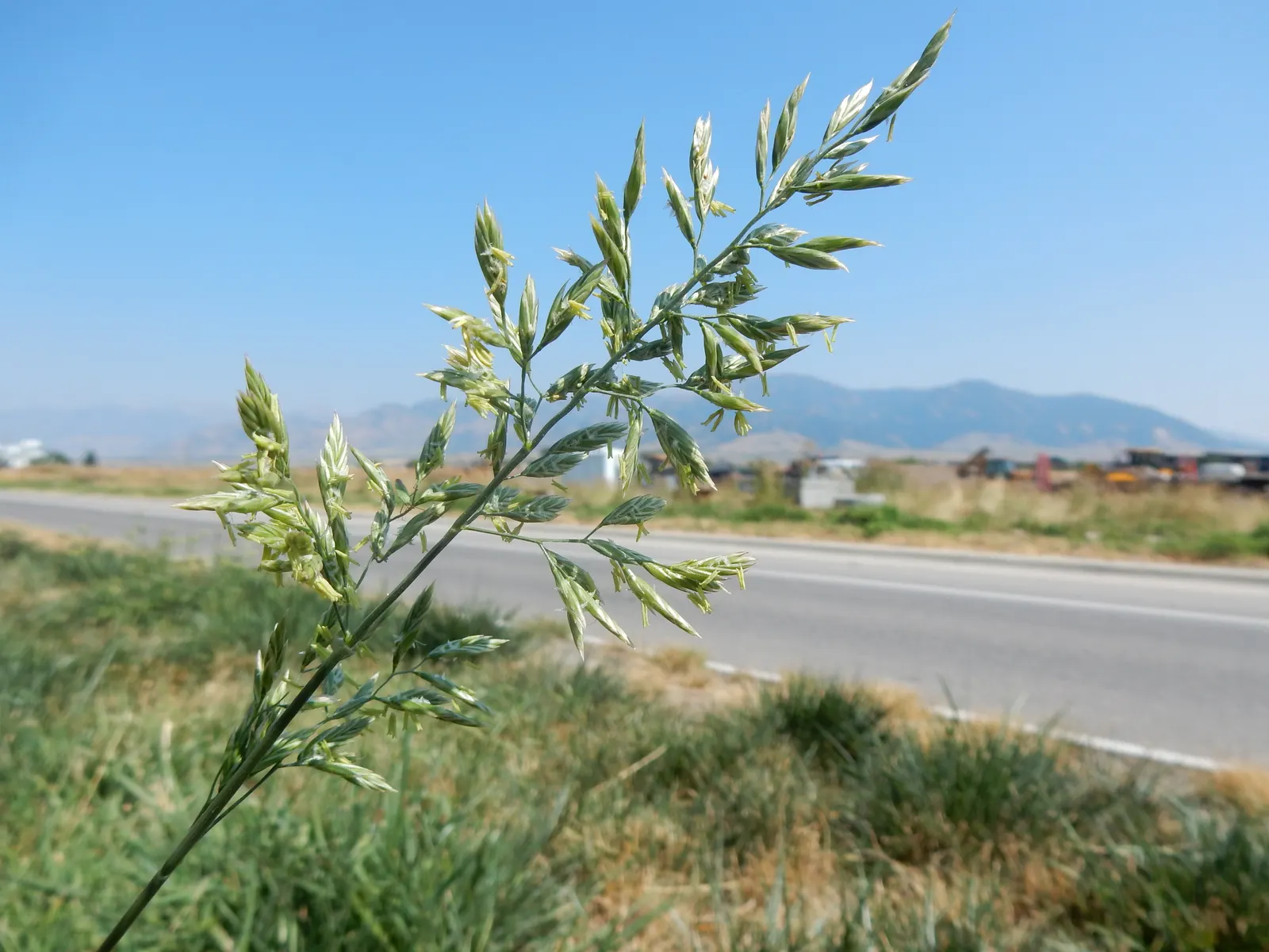 Tall Fescue (Festuca Arundinacea) — presents as a vital component within a well-planned landscape design; tall Fescue (Festuca arundinacea) is a, image 60