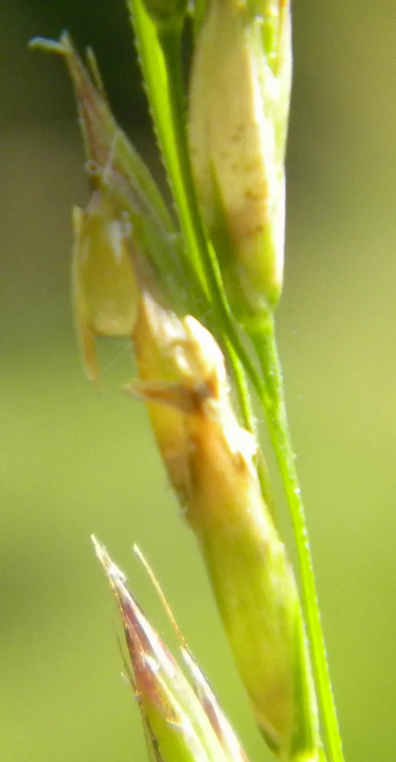 Tall Fescue (Festuca Arundinacea) — a robust and versatile perennial grass