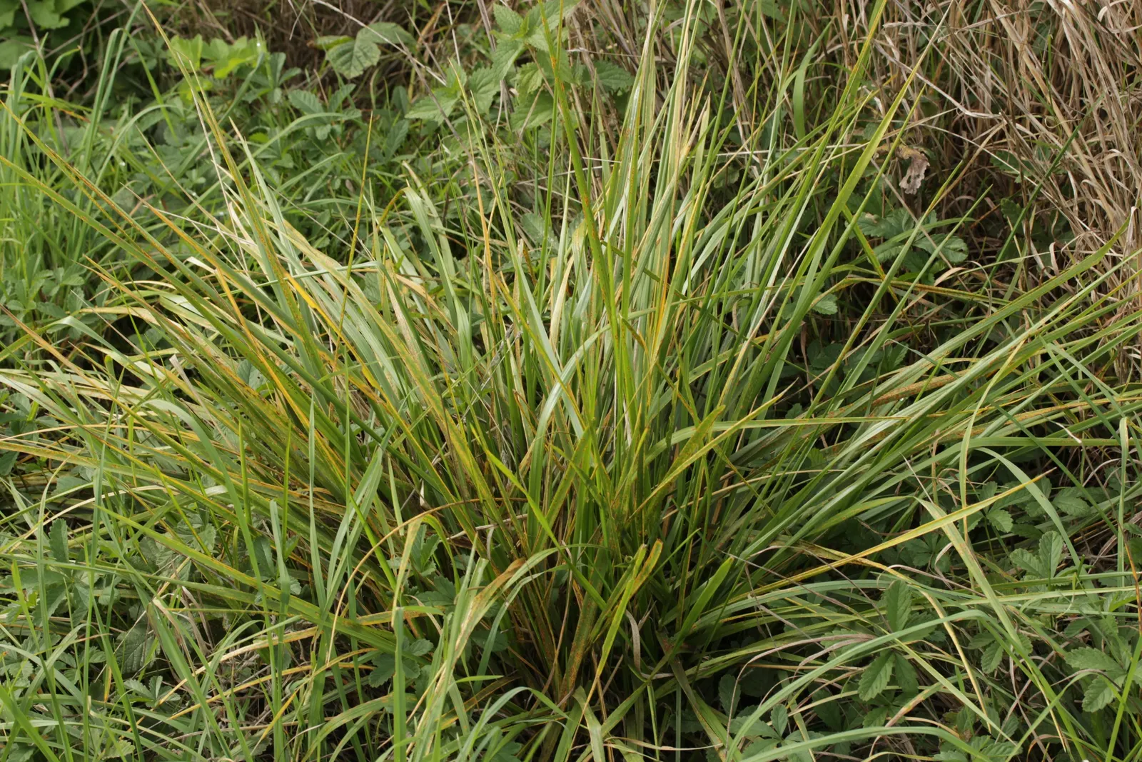 Tall Fescue (Festuca Arundinacea) — courtesy of its deep root system that can extend beyond 2 feet into the soil; ensuring its vigor in a variety of
