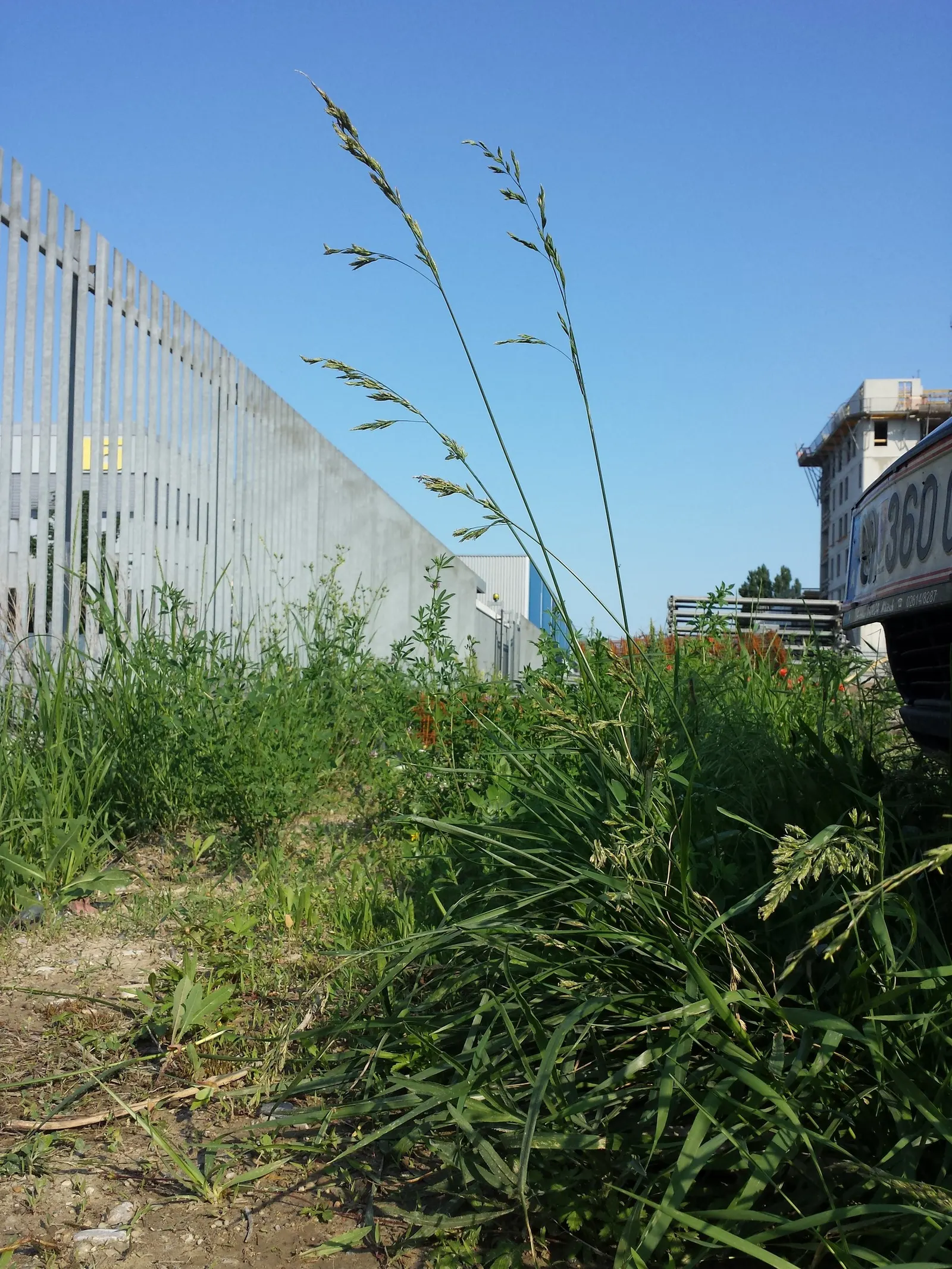 Tall Fescue (Festuca Arundinacea) — This grass demands moderate maintenance; courtesy of its deep root system that can extend beyond 2 feet into the soil
