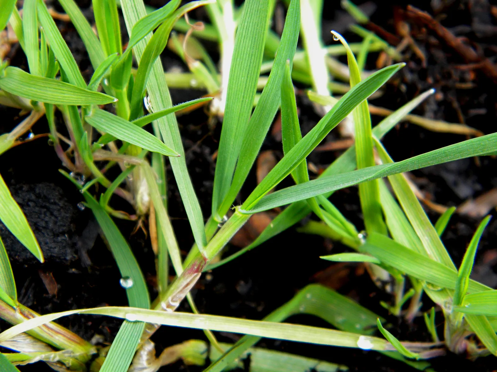 Tall Fescue (Festuca Arundinacea) — but it tolerates partial shade; its dense tufts provide year-round ground cover and erosion control