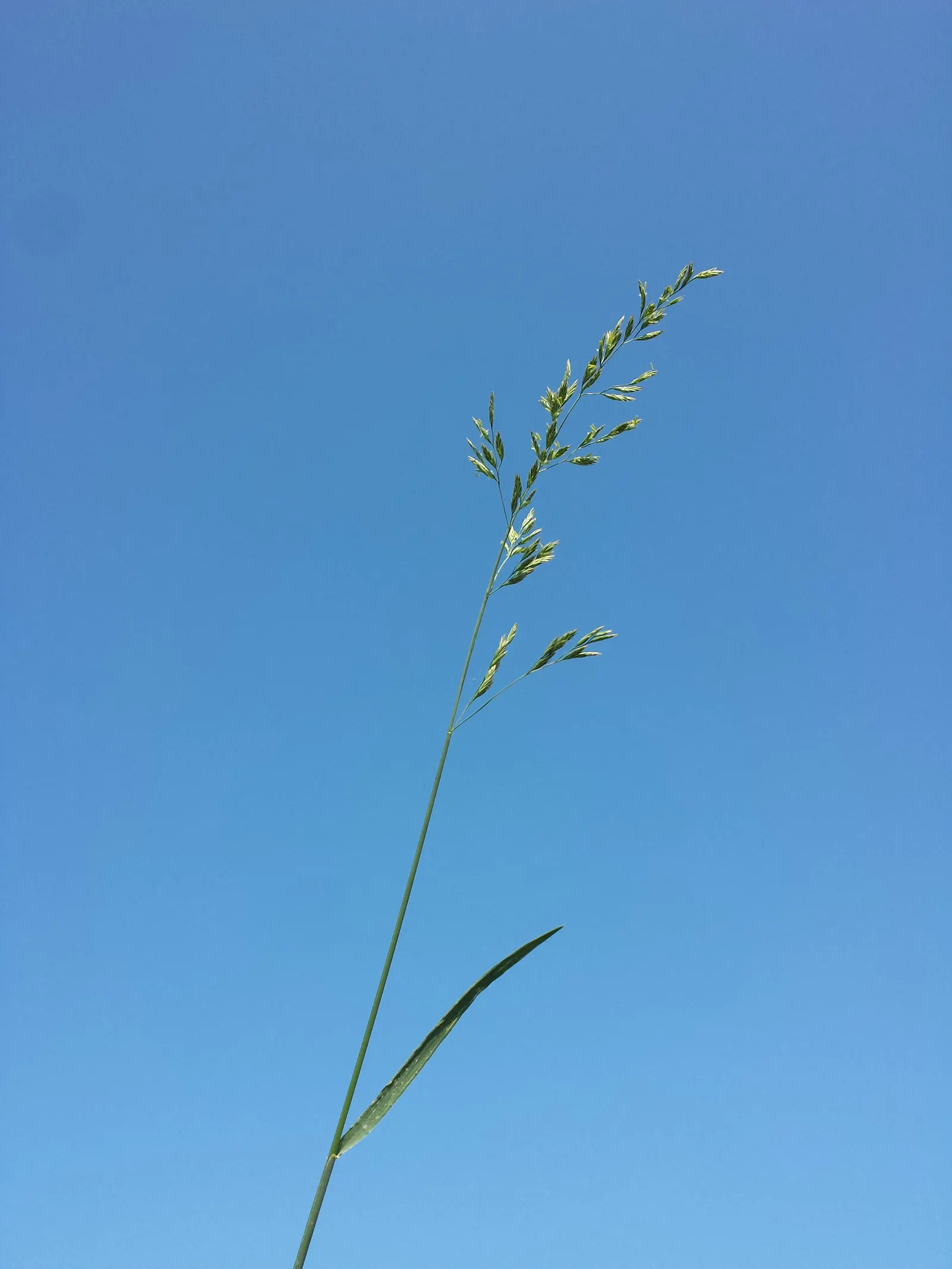 Tall Fescue (Festuca Arundinacea) — Its dense tufts provide year-round ground cover and erosion control