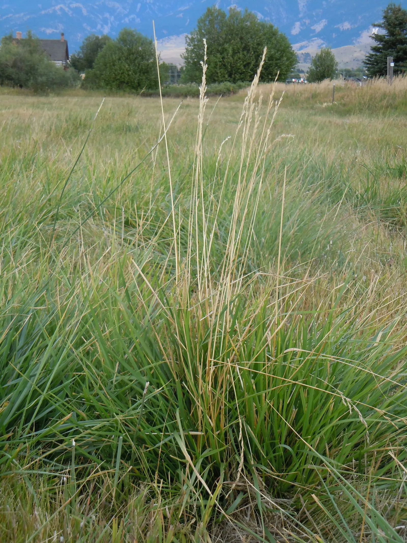 Tall Fescue (Festuca Arundinacea) — courtesy of its deep root system that can extend beyond 2 feet into the soil; ensuring its vigor in a variety of, image 66