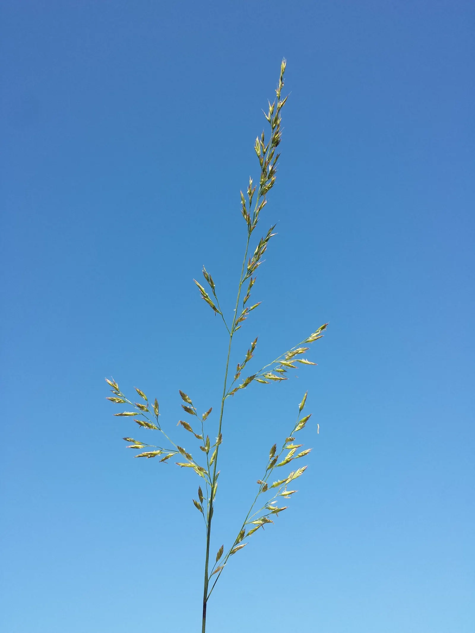 Tall Fescue (Festuca Arundinacea) — Requires moderate watering; with such maintenance, Tall Fescue will ensure a verdant, enduring presence in the, image 56