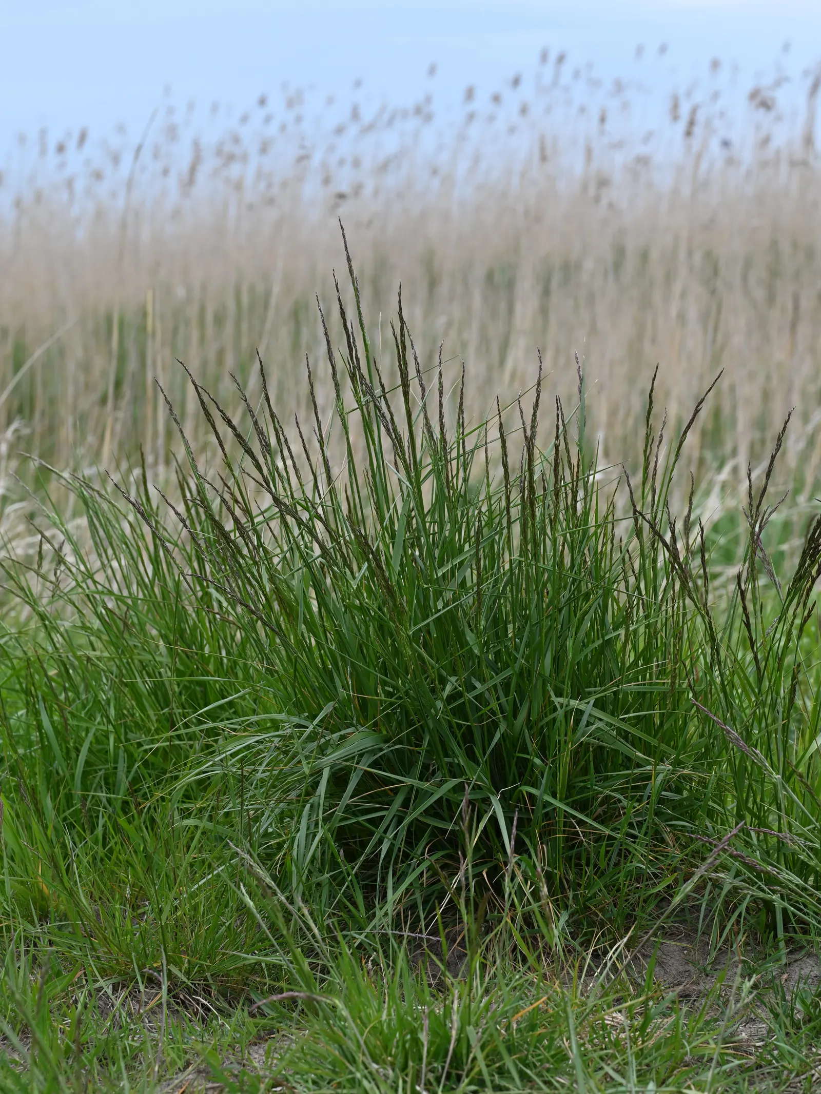 Tall Fescue (Festuca Arundinacea) — allowing it to access moisture in dry spells