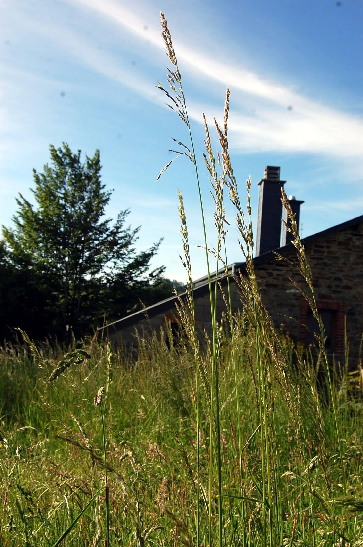 Tall Fescue (Festuca Arundinacea) — tolerant of a wide range of soils and partial shade