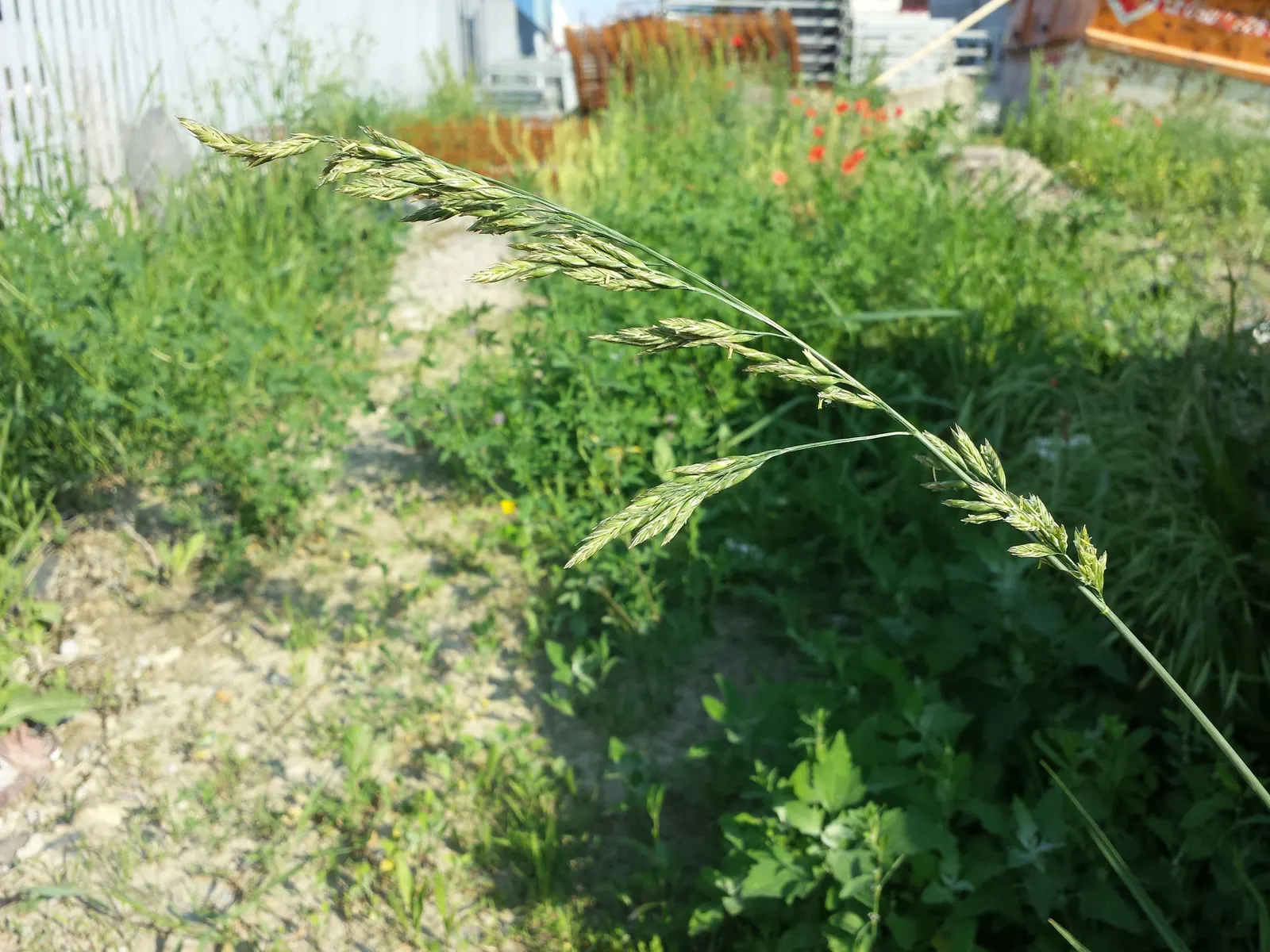Tall Fescue (Festuca Arundinacea) — allowing it to access moisture in dry spells; one should emphasize consistent watering