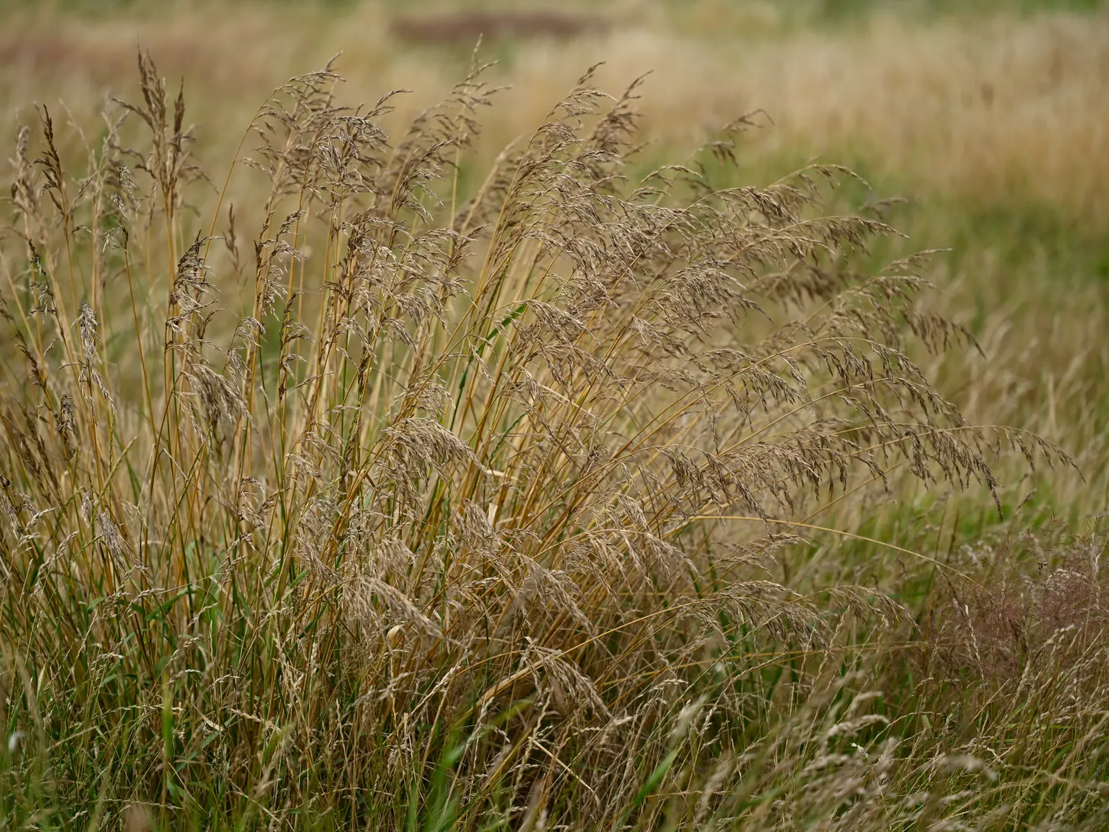 Tall Fescue (Festuca Arundinacea) — presents as a vital component within a well-planned landscape design
