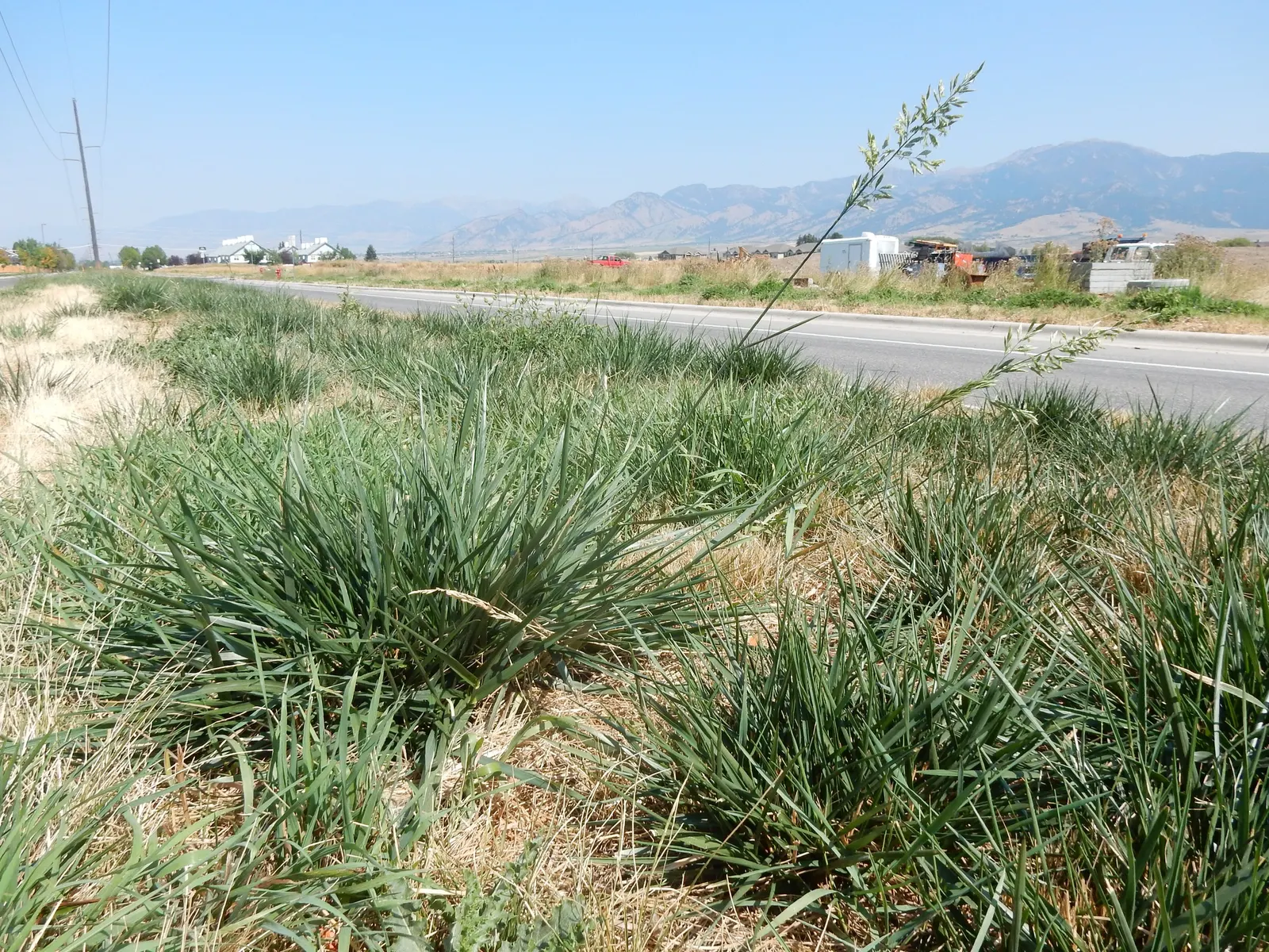 Tall Fescue (Festuca Arundinacea) — this species withstands temperature fluctuations and has good resistance to disease and pests; with a greater, image 68