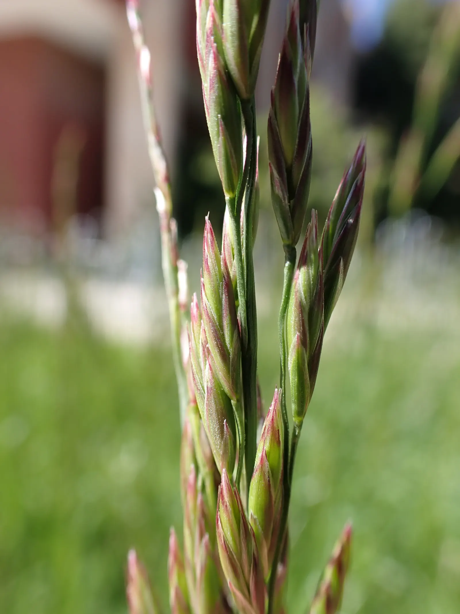 Tall Fescue (Festuca Arundinacea) — Tall Fescue (Festuca arundinacea) is a robust, cool-season grass, favored for its adaptability