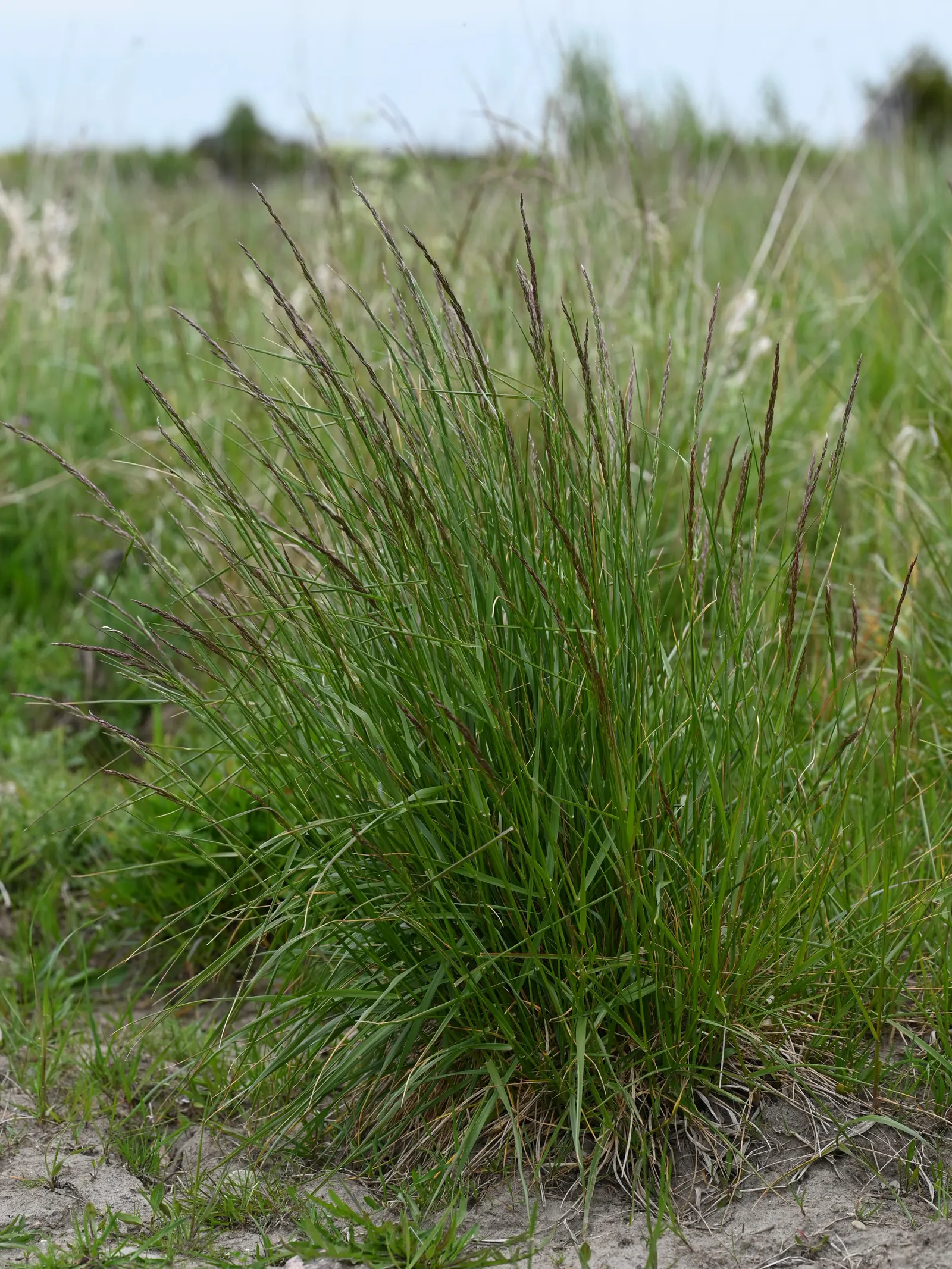 Tall Fescue (Festuca Arundinacea) — Requires moderate watering; with such maintenance, Tall Fescue will ensure a verdant, enduring presence in the landscape