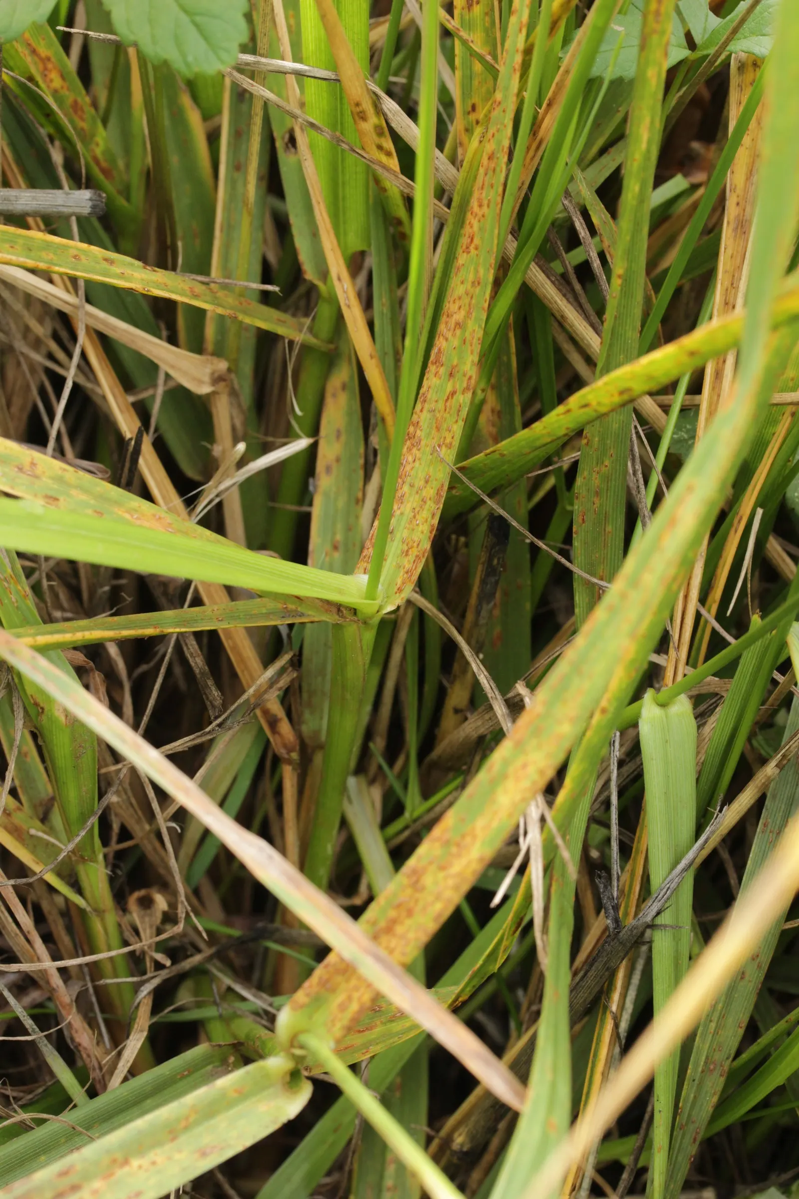 Tall Fescue (Festuca Arundinacea) — It's also suitable for areas with high foot traffic due to its ability to quickly recover from mild damage; a robust and