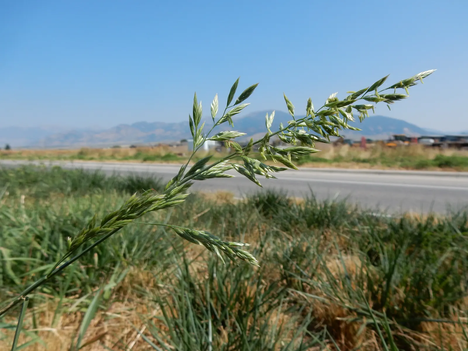 Tall Fescue (Festuca Arundinacea) — thick turf capable of outcompeting weeds.<br><br>Instructing clients on its care