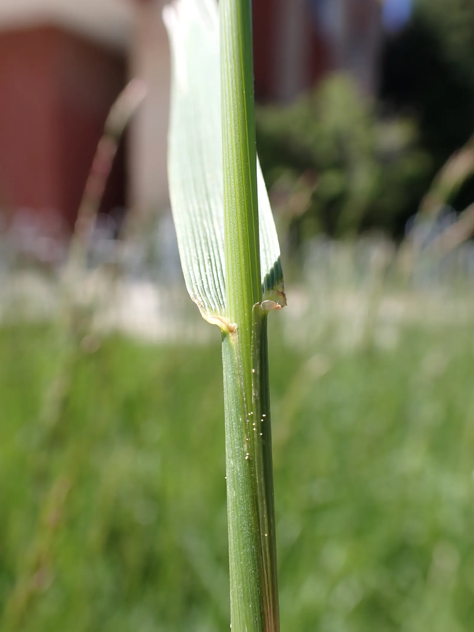 Tall Fescue (Festuca Arundinacea) — one should emphasize consistent watering; characterized by its deep green blades with a fine to medium texture