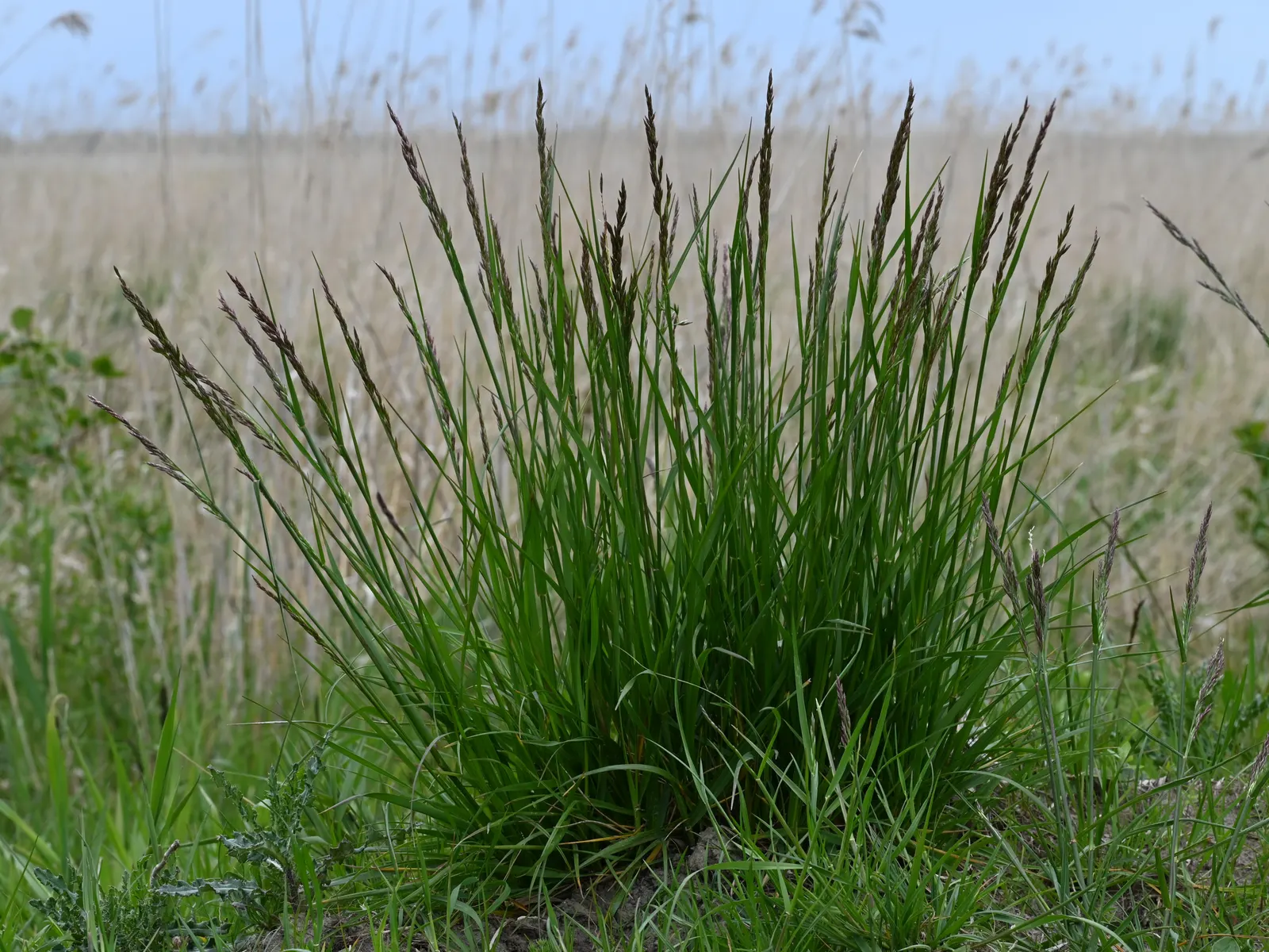 Tall Fescue (Festuca Arundinacea) — Mowing to a height of 3 inches encourages a healthy