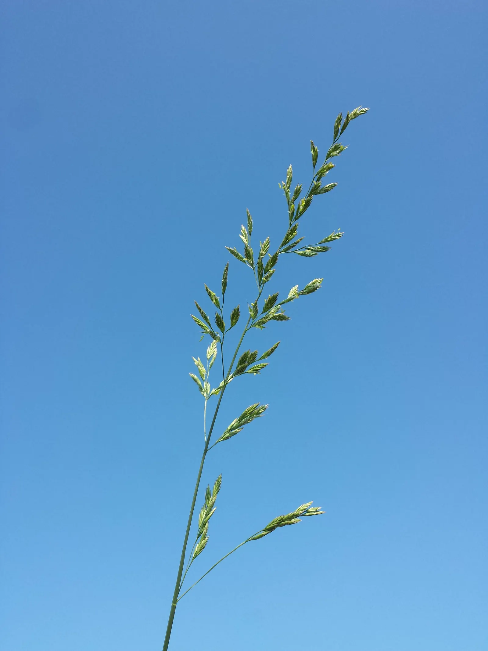 Tall Fescue (Festuca Arundinacea) — a robust and versatile perennial grass; it's also suitable for areas with high foot traffic due to its ability to quickly