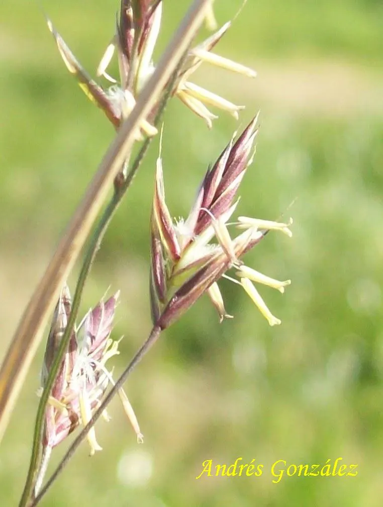 Tall Fescue (Festuca Arundinacea) — This grass demands moderate maintenance