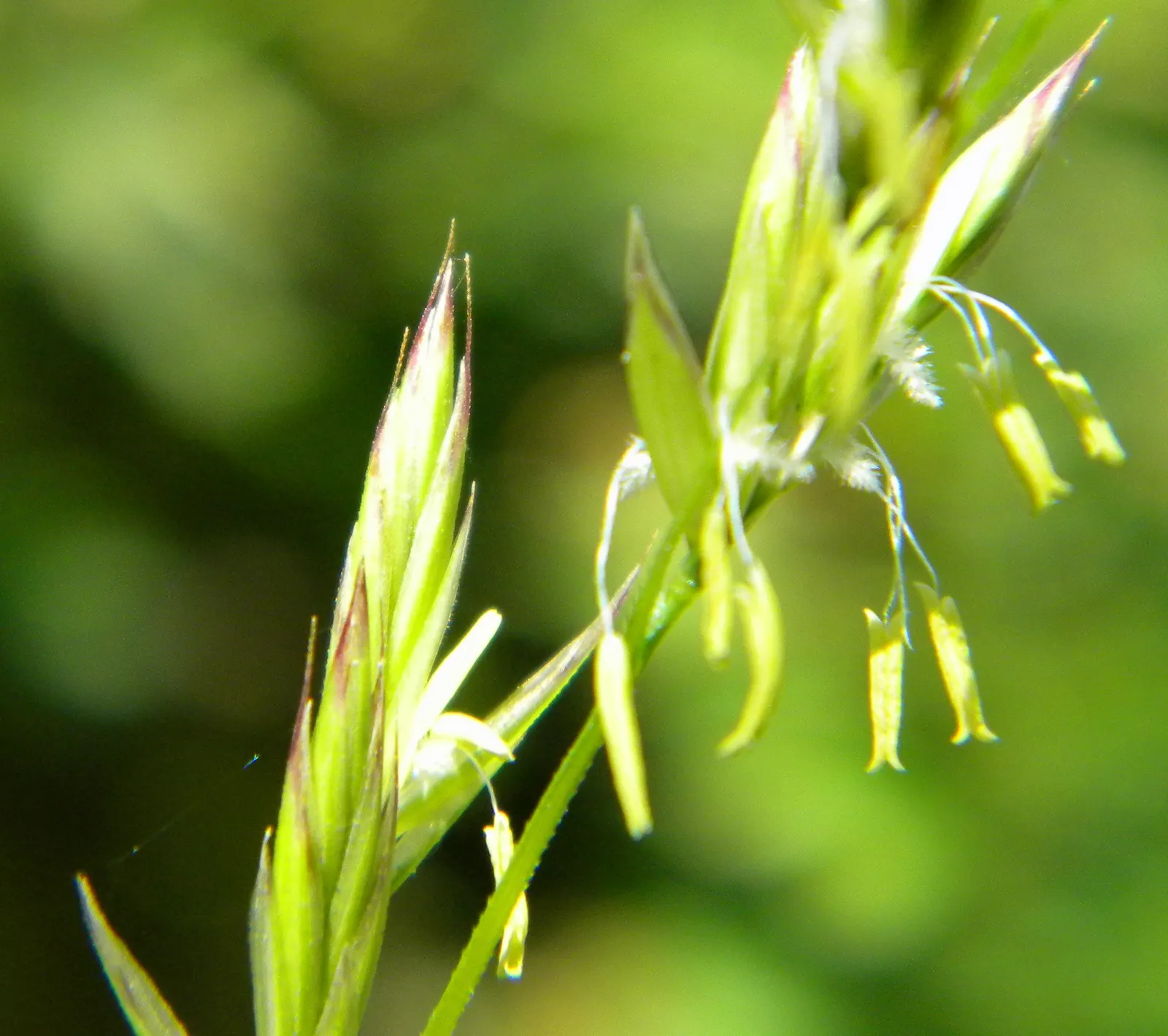 Tall Fescue (Festuca Arundinacea) — Tall Fescue (Festuca arundinacea) is a robust, cool-season grass, favored for its adaptability; requires, image 53