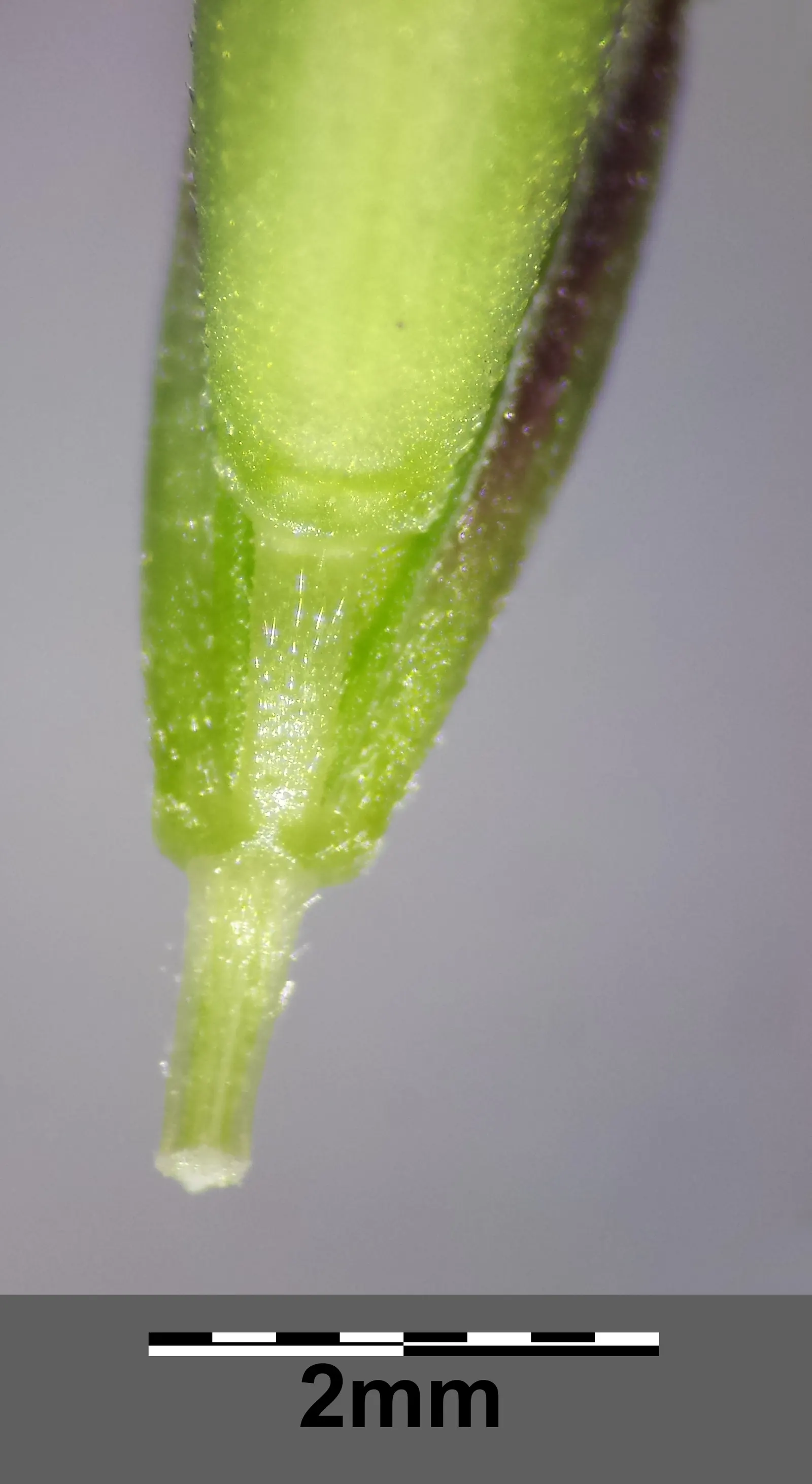 Tall Fescue (Festuca Arundinacea) — Tall Fescue thrives in USDA Hardiness Zones 4 through 7; mowing to a height of 3 inches encourages a healthy, image 63
