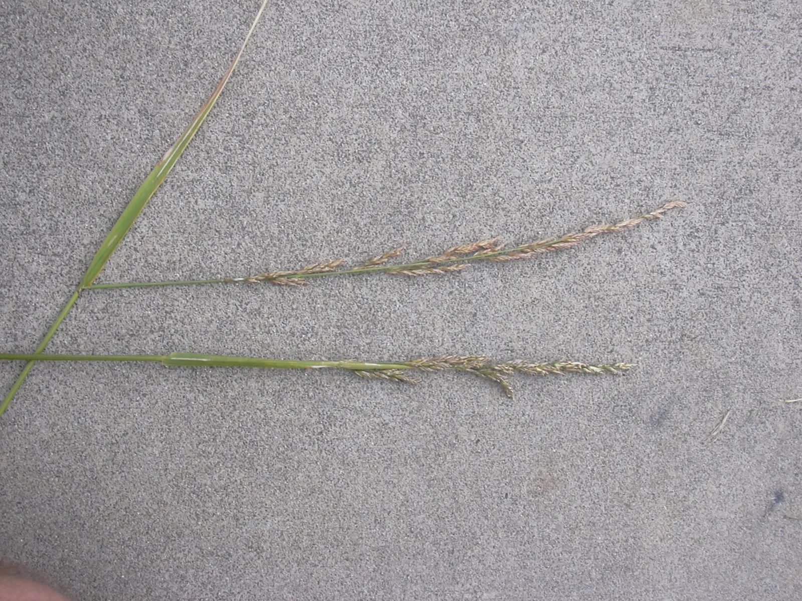 Tall Fescue (Festuca Arundinacea) — Tall Fescue works excellently for lawns