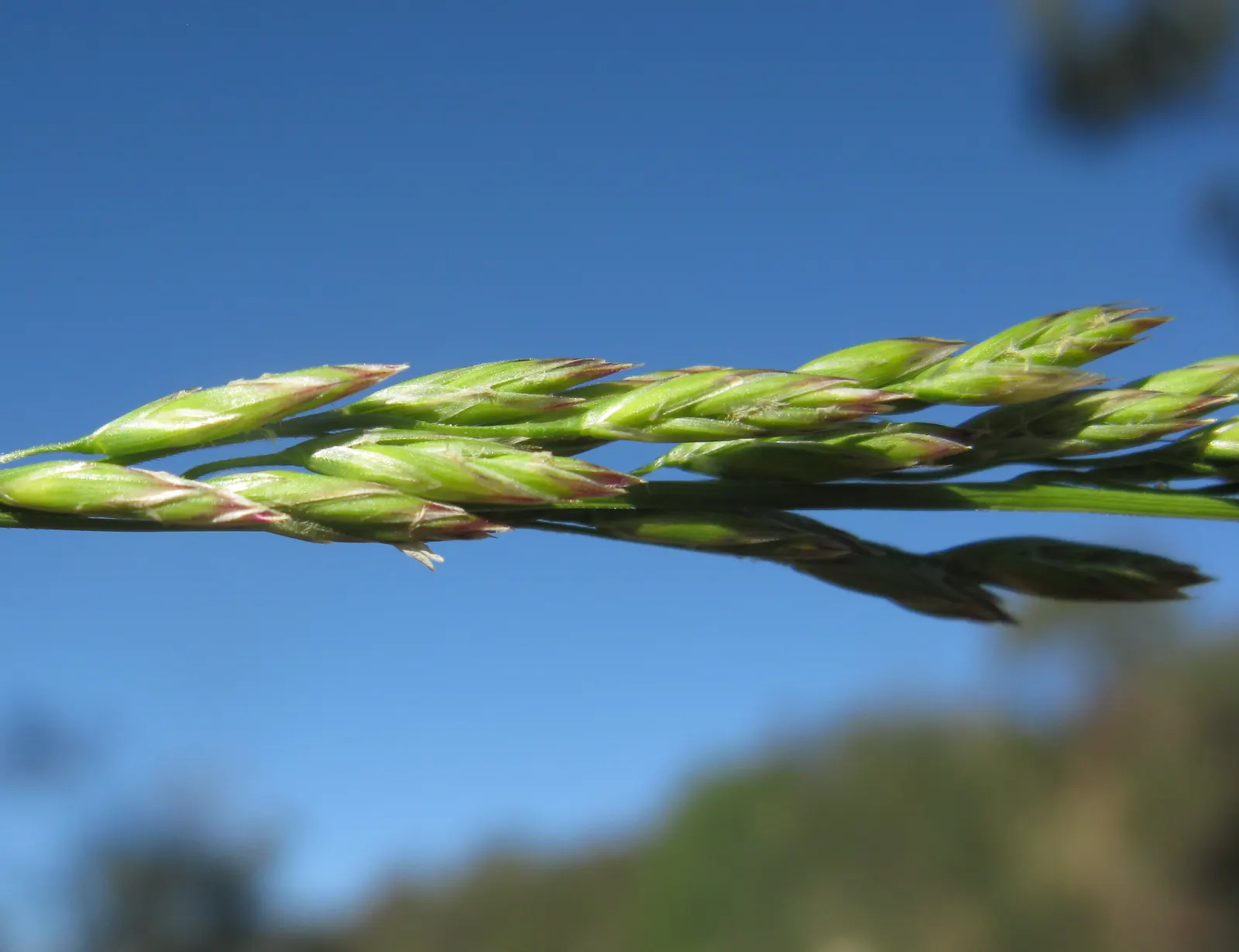 Tall Fescue (Festuca Arundinacea) — allowing it to access moisture in dry spells; one should emphasize consistent watering, image 67