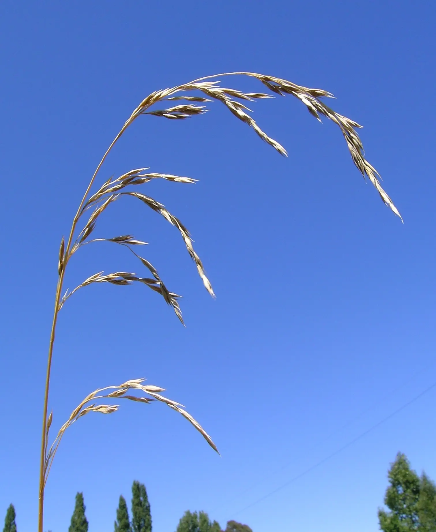 Tall Fescue (Festuca Arundinacea) — With such maintenance, Tall Fescue will ensure a verdant, enduring presence in the landscape