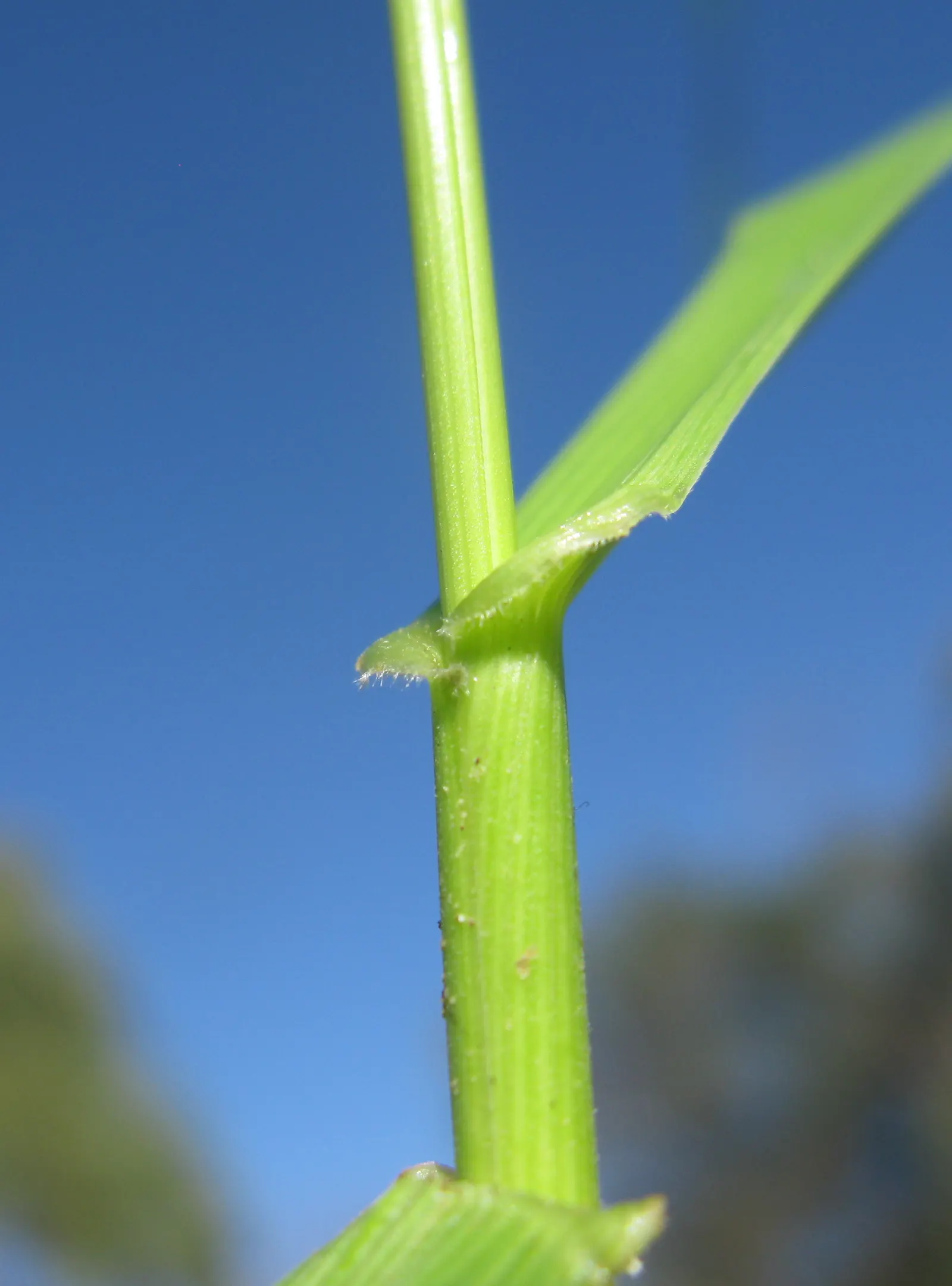 Tall Fescue (Festuca Arundinacea) — tolerant of a wide range of soils and partial shade; tall Fescue thrives in USDA Hardiness Zones 4 through 7, image 54