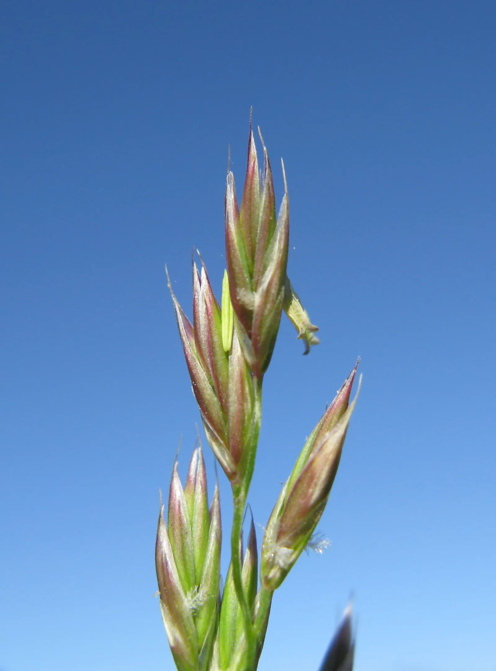 Tall Fescue (Festuca Arundinacea) — reaching heights of 2 to 4 feet at maturity with a comparable spread; allowing it to access moisture in dry spells