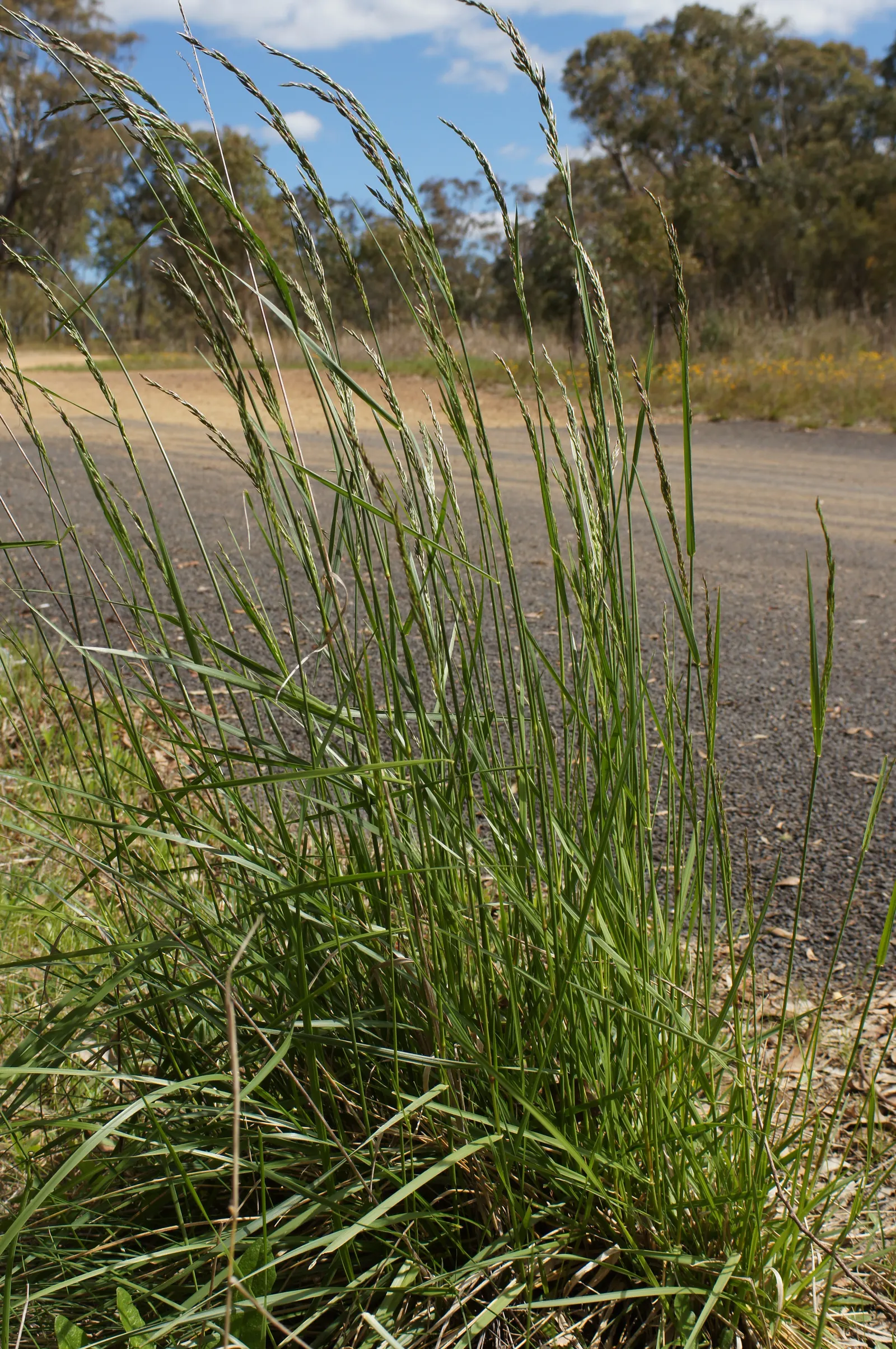 Tall Fescue (Festuca Arundinacea) — thick turf capable of outcompeting weeds.<br><br>Instructing clients on its care; tolerant of a wide range of soils and