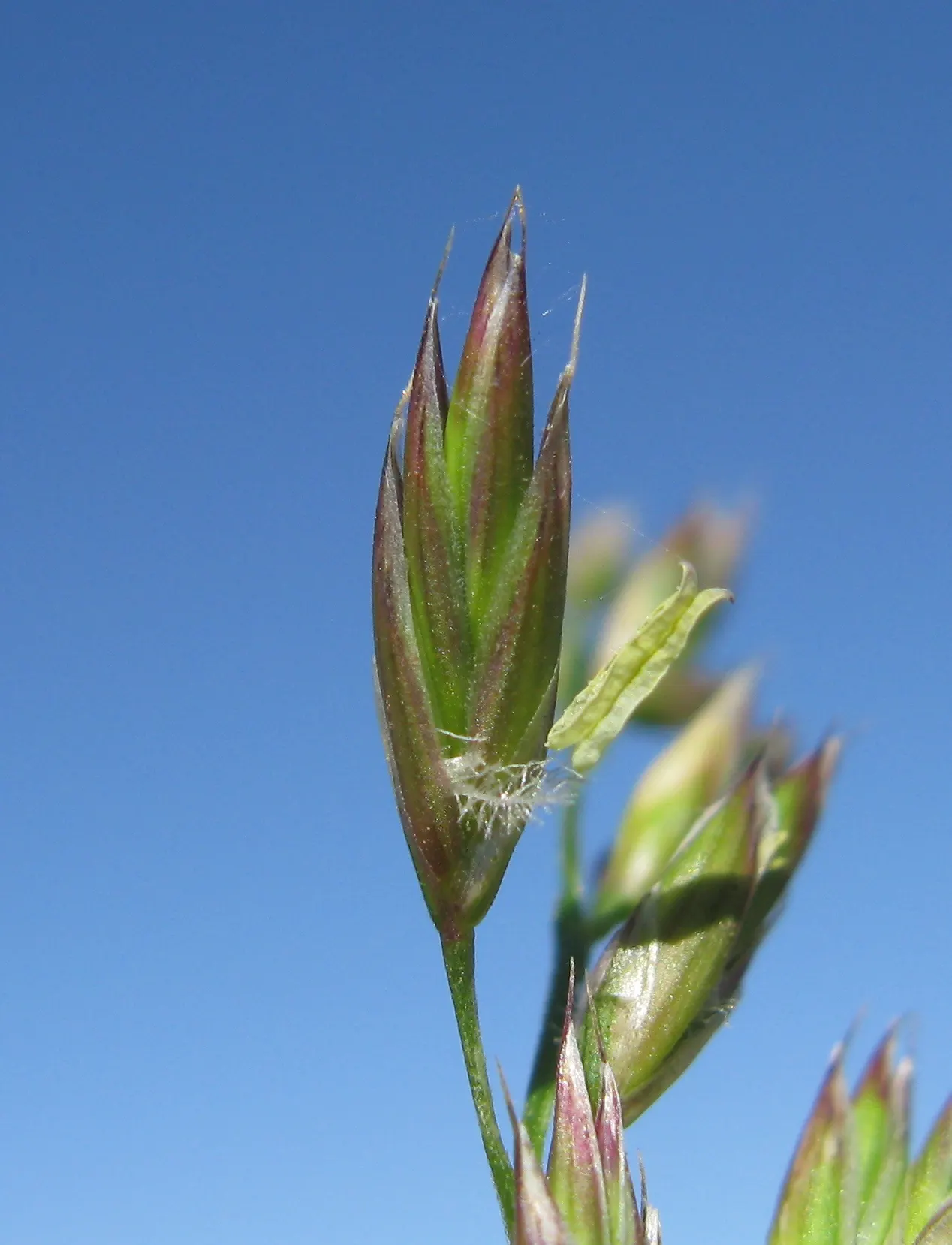 Tall Fescue (Festuca Arundinacea) — with a greater resistance to drought and foot traffic than other cool-season grasses; ideal for lawns and high-traffic areas