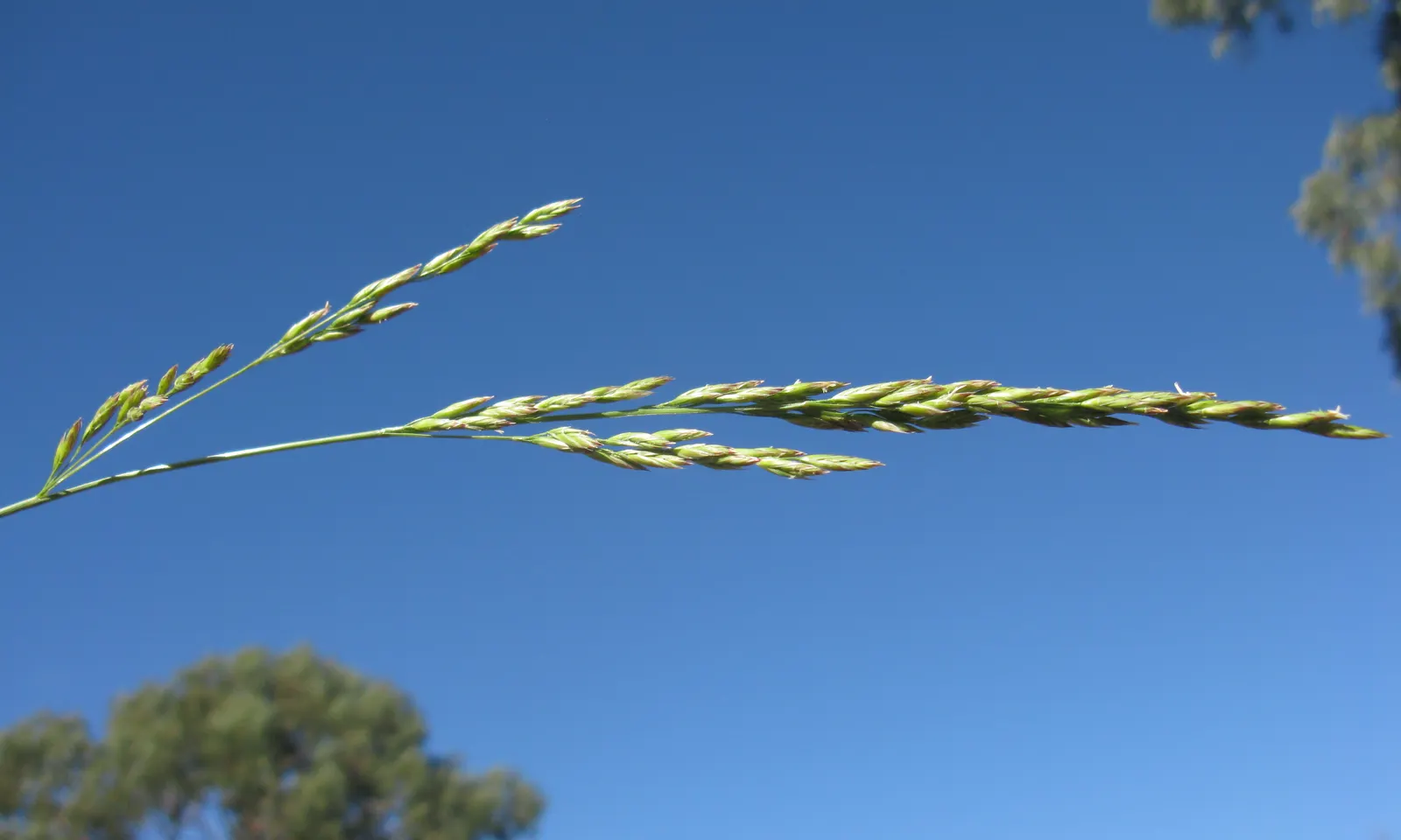 Tall Fescue (Festuca Arundinacea) — Its dense tufts provide year-round ground cover and erosion control; tall Fescue works excellently for lawns, image 55