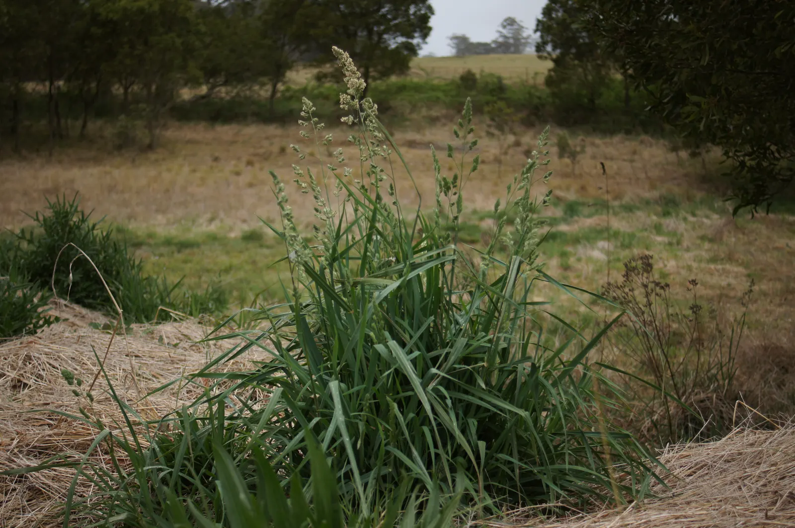 Tall Fescue (Festuca Arundinacea) — ensuring its vigor in a variety of conditions.<br><br>When implemented into landscape designs; but it tolerates partial