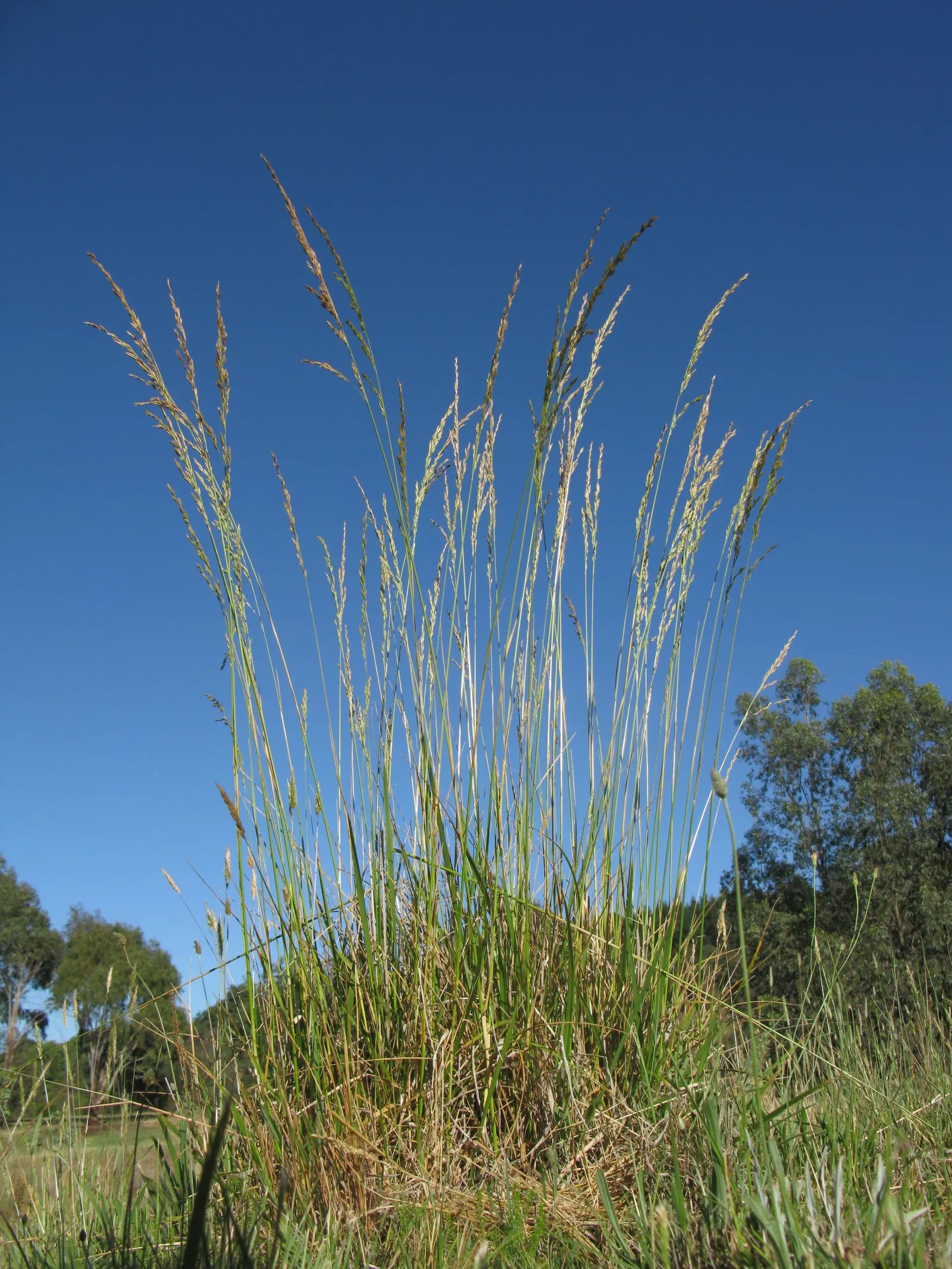 Tall Fescue (Festuca Arundinacea) — It is uniquely drought-tolerant; reaching heights of 2 to 4 feet at maturity with a comparable spread, image 65