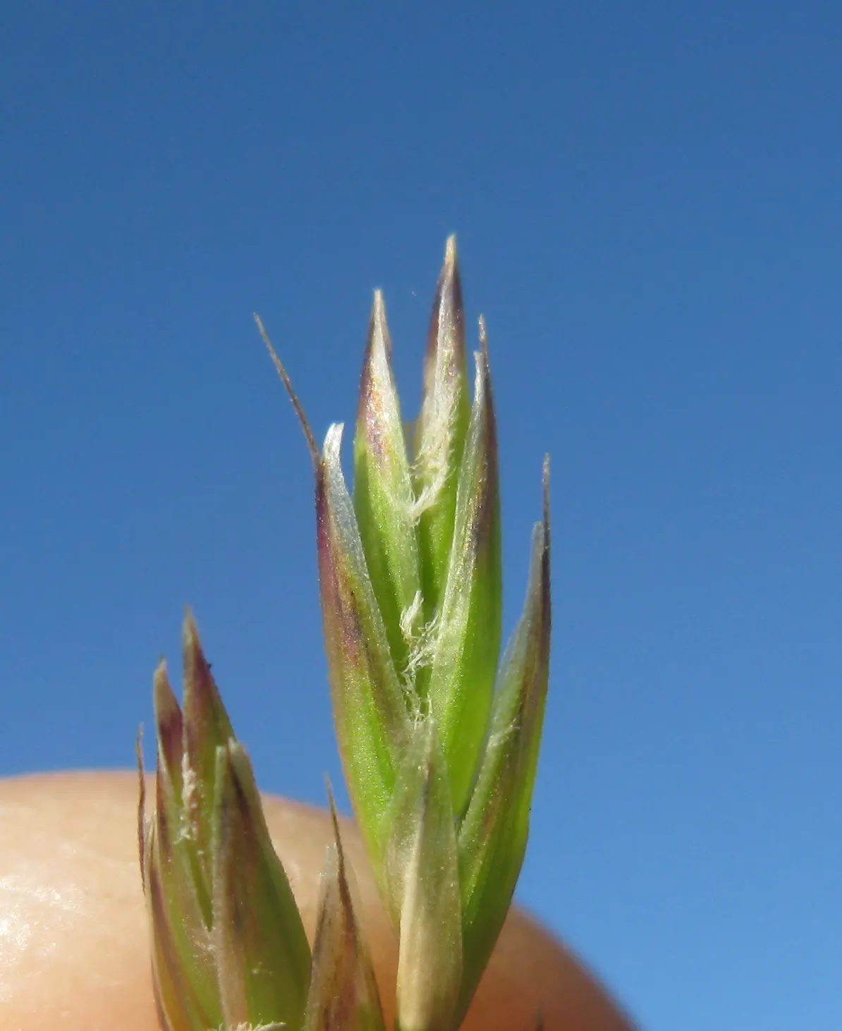 Tall Fescue (Festuca Arundinacea) — Characterized by its deep green blades with a fine to medium texture; presents as a vital component within a well-planned