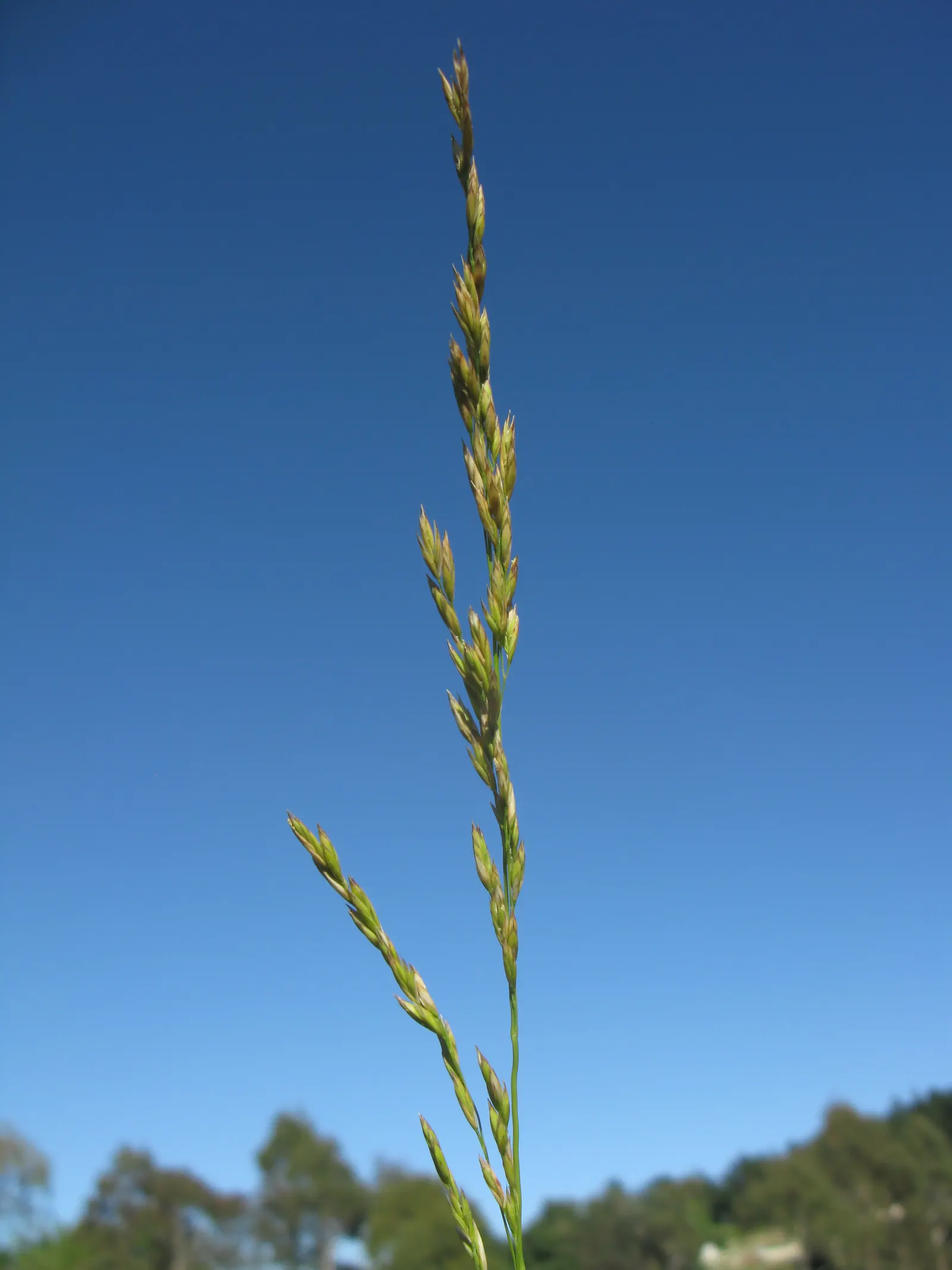 Tall Fescue (Festuca Arundinacea) — a robust and versatile perennial grass; it's also suitable for areas with high foot traffic due to its ability, image 59