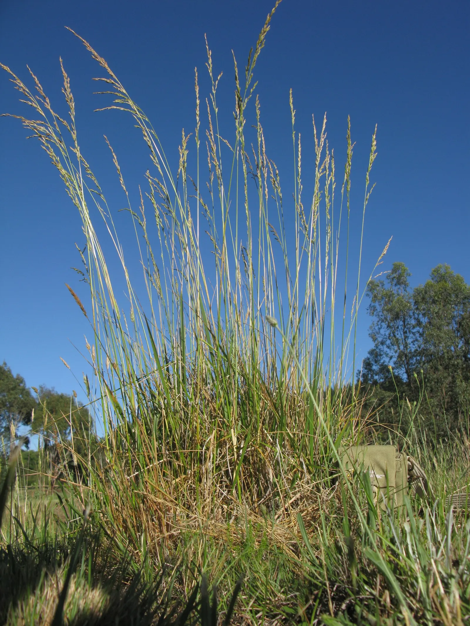 Tall Fescue (Festuca Arundinacea) — Tall Fescue (Festuca arundinacea) is a robust, cool-season grass, favored for its adaptability; requires moderate watering