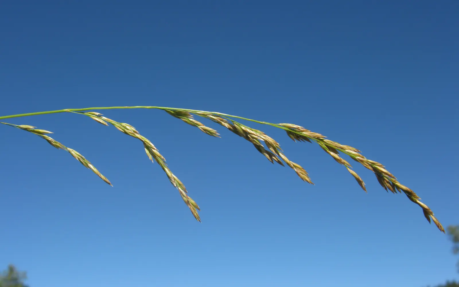 Tall Fescue (Festuca Arundinacea) — Characterized by its deep green blades with a fine to medium texture