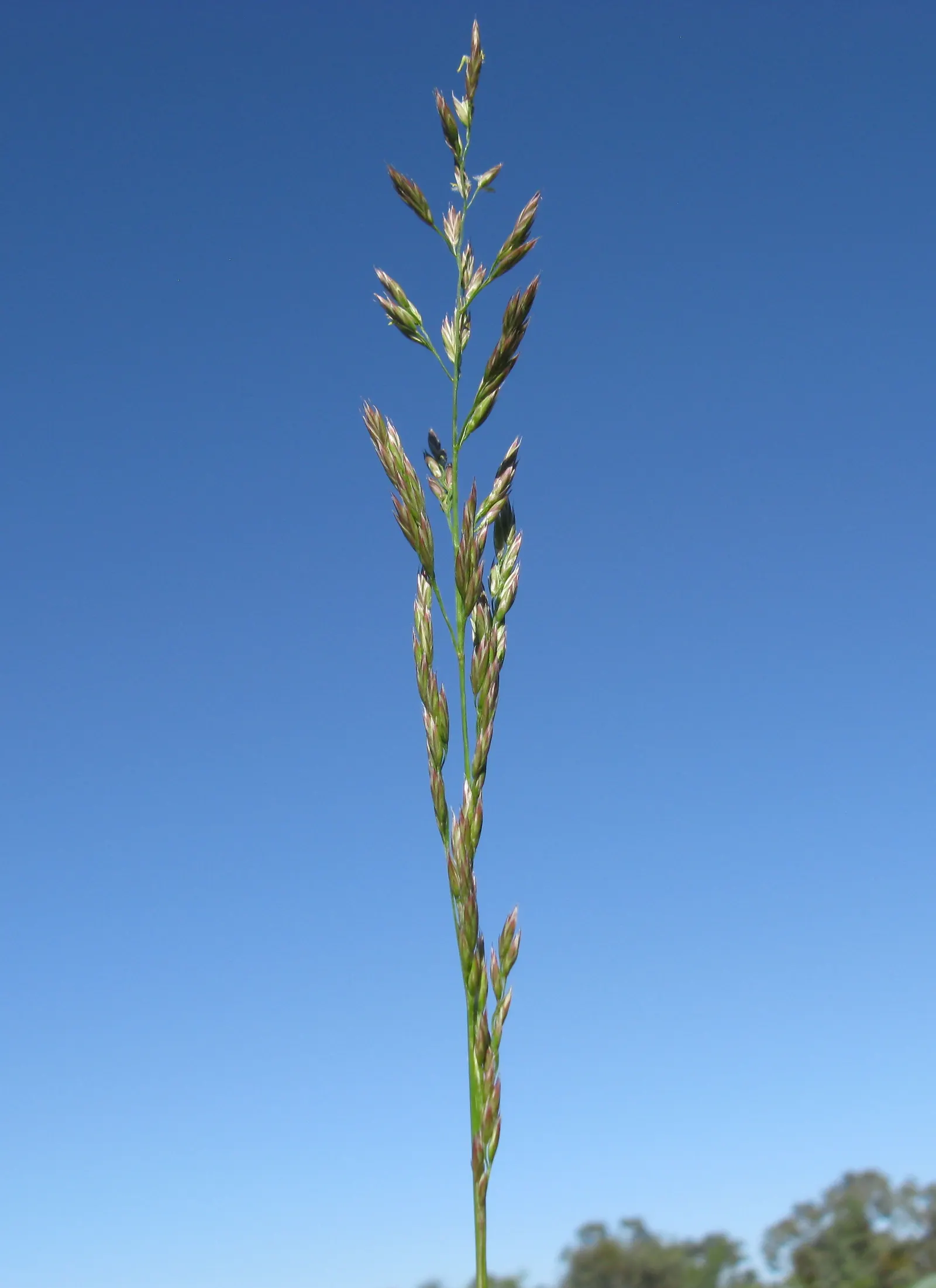 Tall Fescue (Festuca Arundinacea) — with a greater resistance to drought and foot traffic than other cool-season grasses