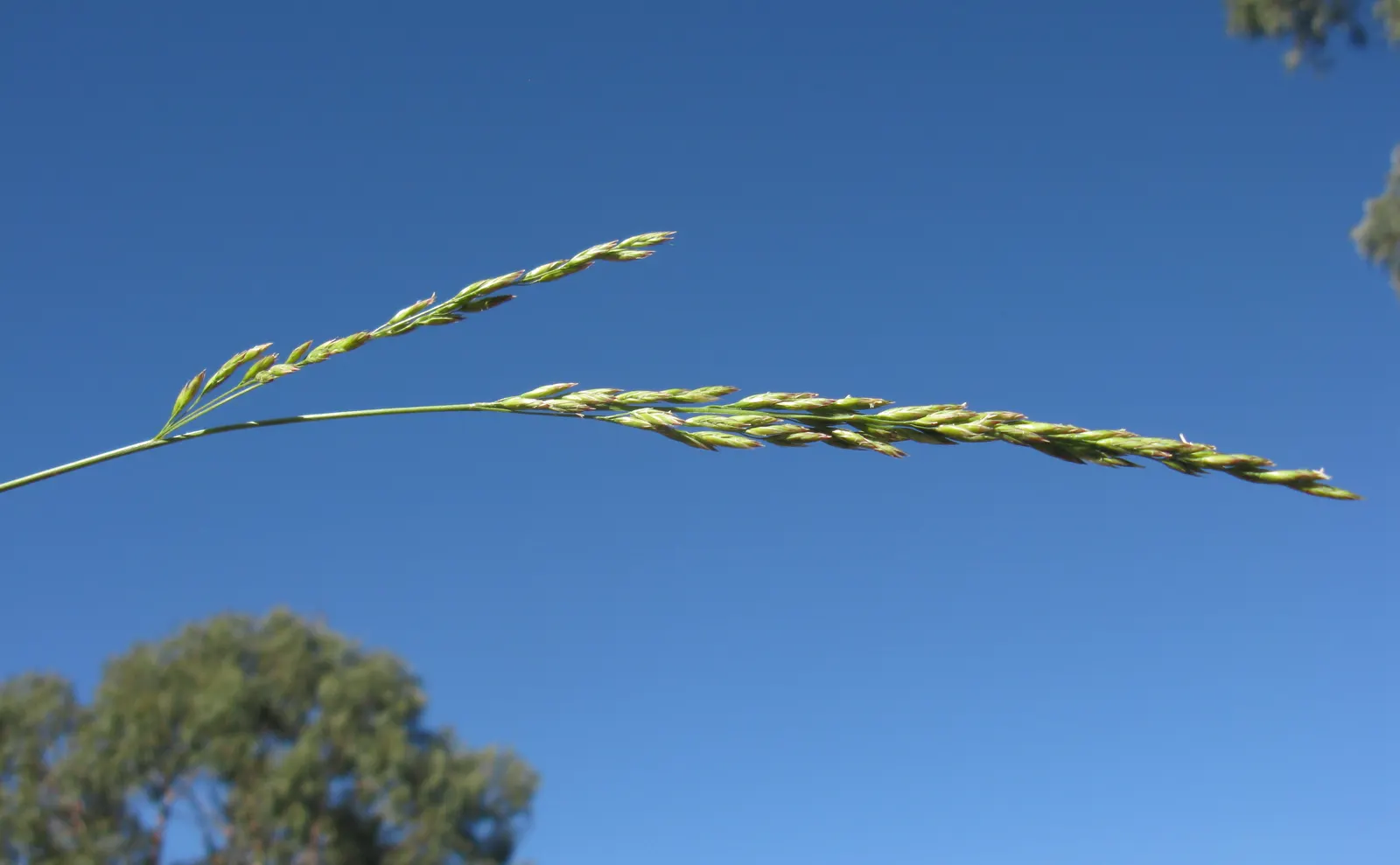 Tall Fescue (Festuca Arundinacea) — this species withstands temperature fluctuations and has good resistance to disease and pests
