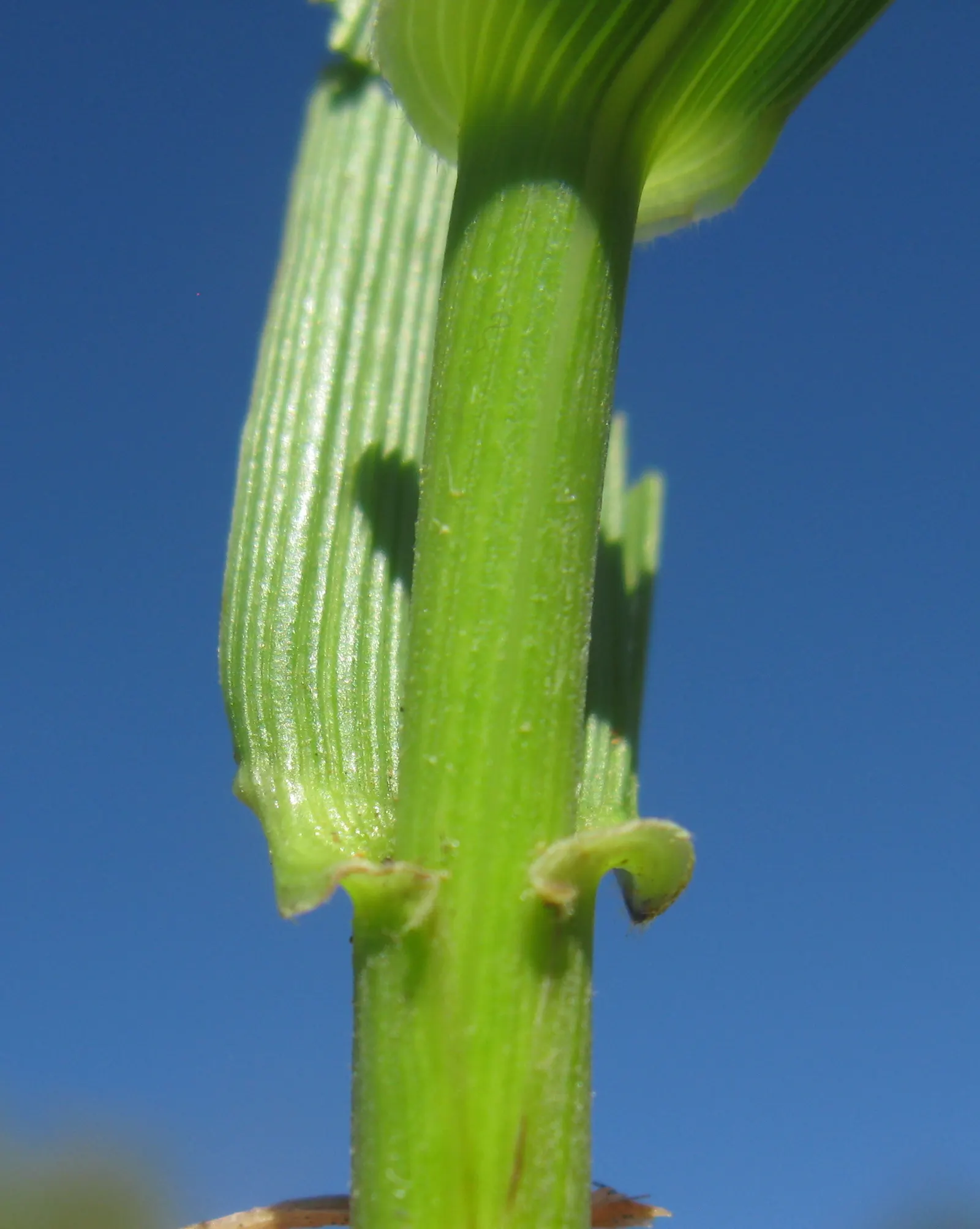 Tall Fescue (Festuca Arundinacea) — reaching heights of 2 to 4 feet at maturity with a comparable spread; allowing it to access moisture in dry, image 62