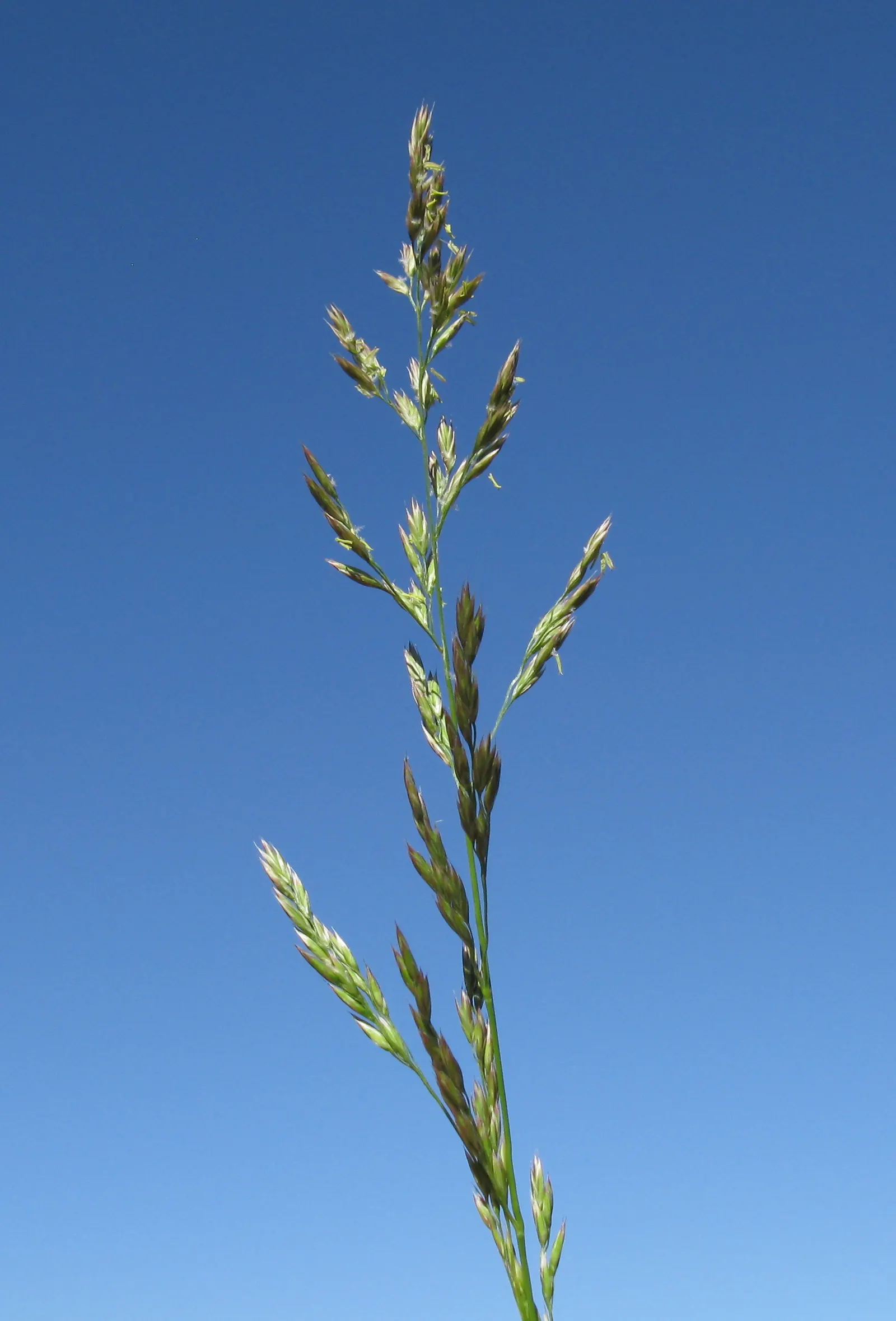 Tall Fescue (Festuca Arundinacea) — one should emphasize consistent watering