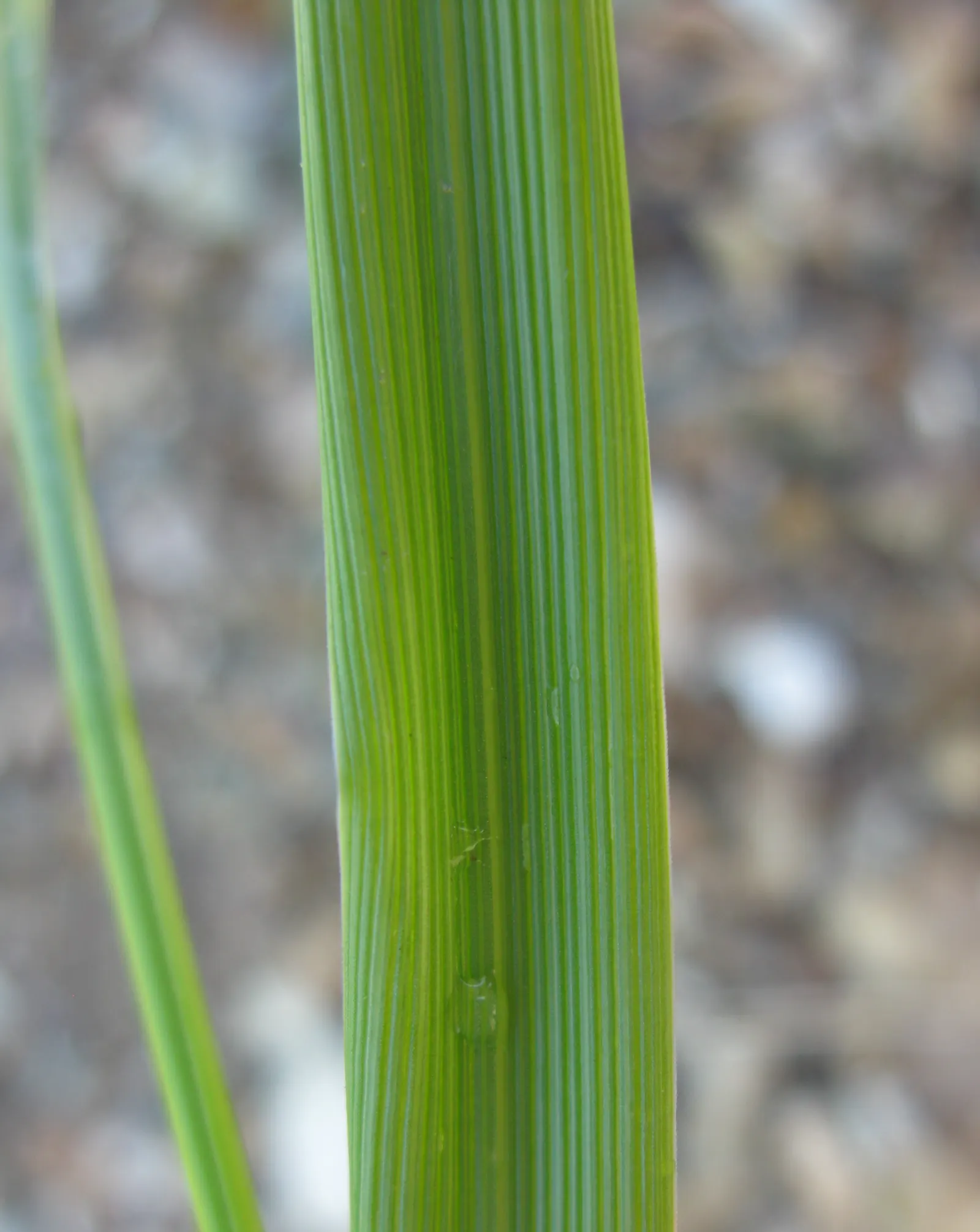 Tall Fescue (Festuca Arundinacea) — Ideal for lawns and high-traffic areas