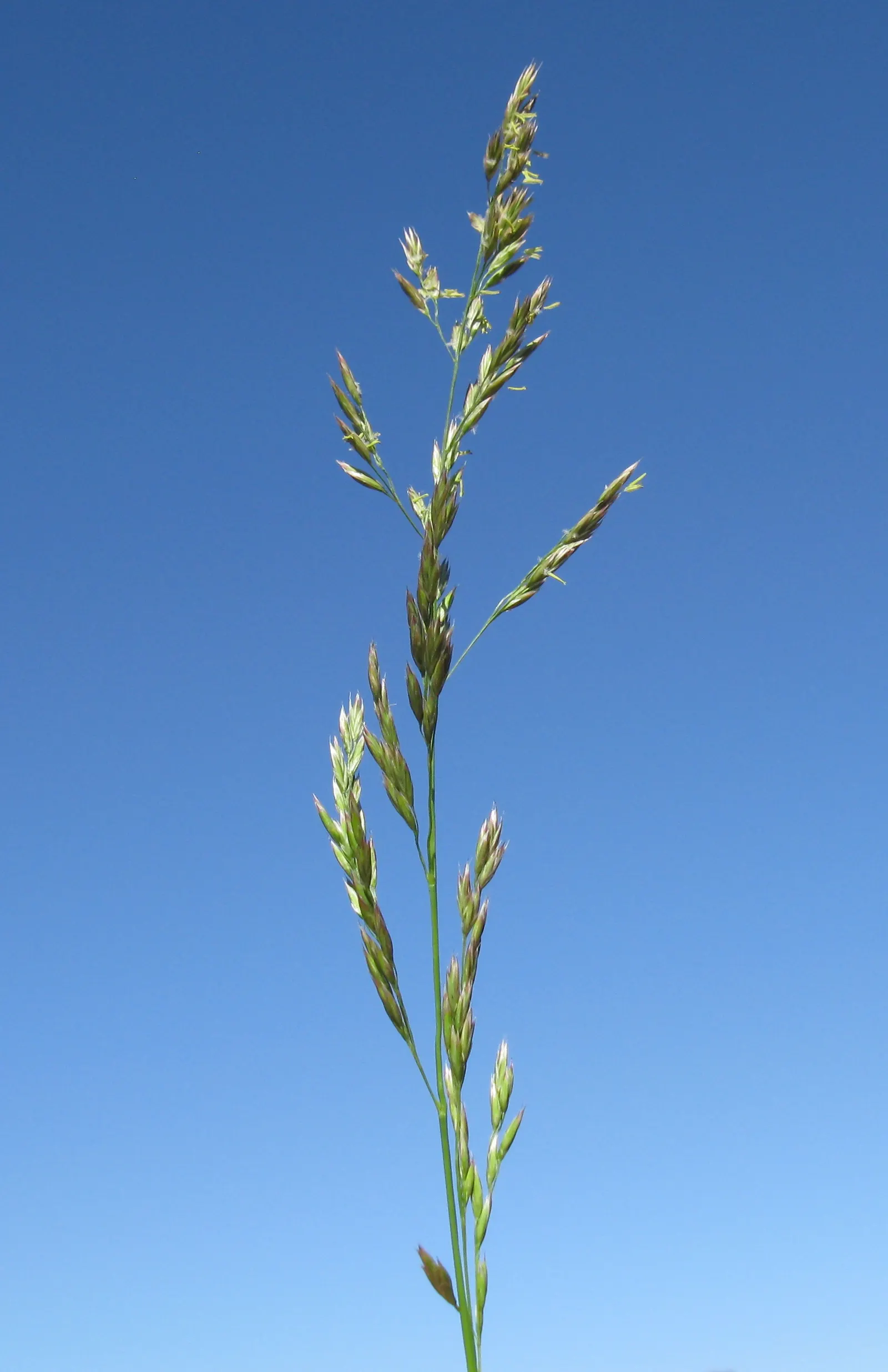 Tall Fescue (Festuca Arundinacea) — It is uniquely drought-tolerant