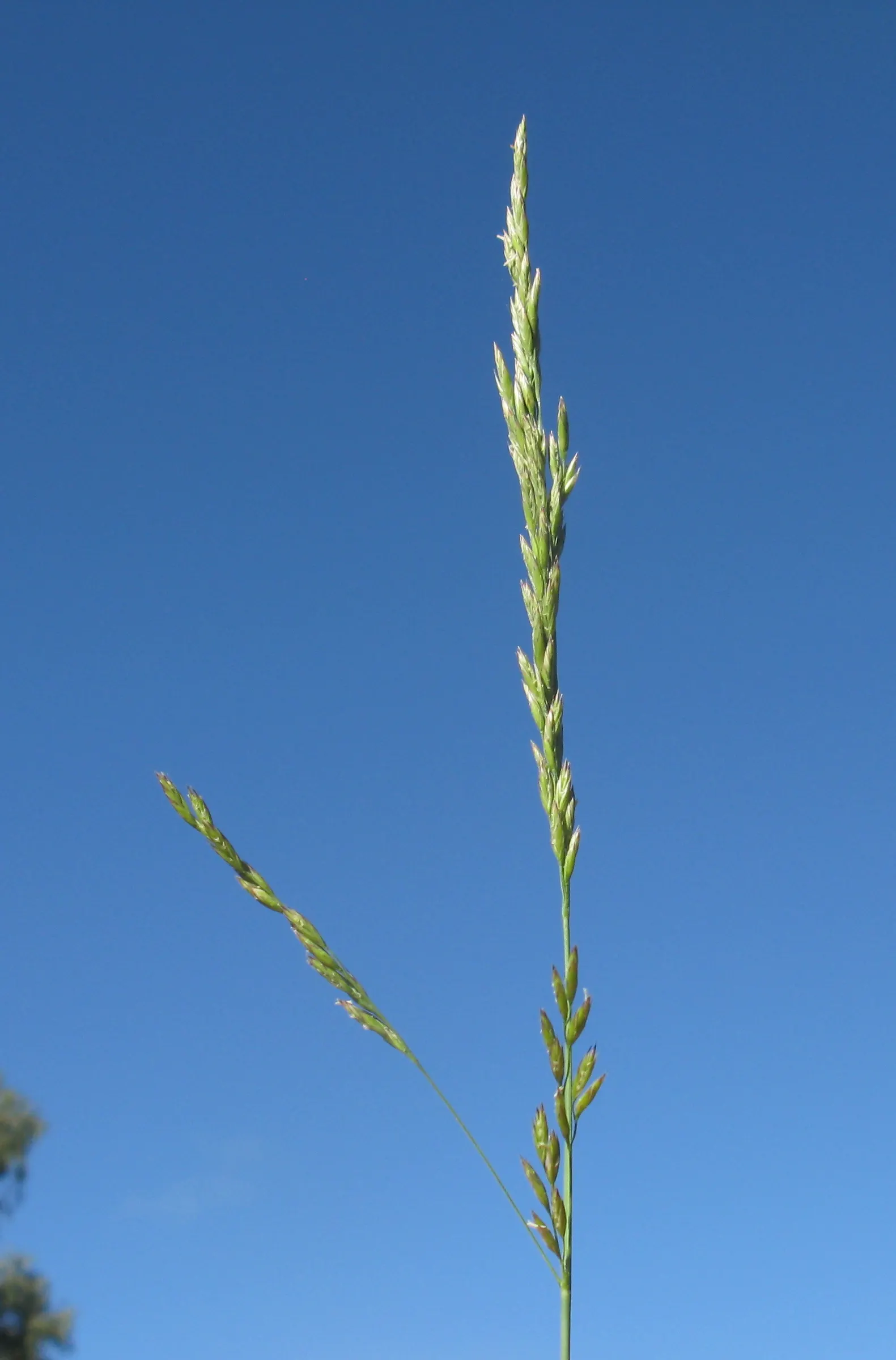 Tall Fescue (Festuca Arundinacea) — With such maintenance, Tall Fescue will ensure a verdant, enduring presence in the landscape; this species withstands